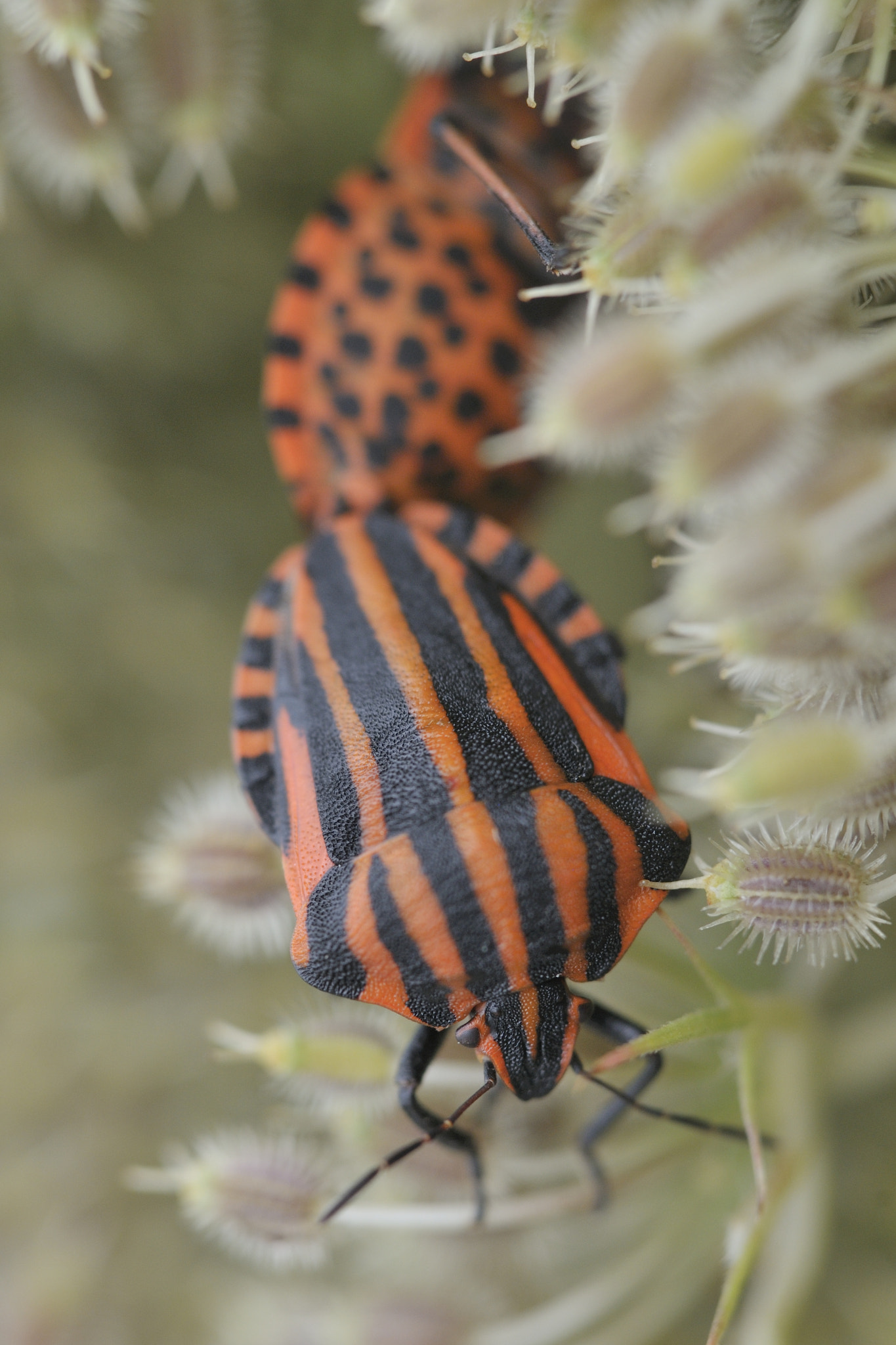 Nikon D300 + Sigma 150mm F2.8 EX DG Macro HSM sample photo. Streifenwanze photography