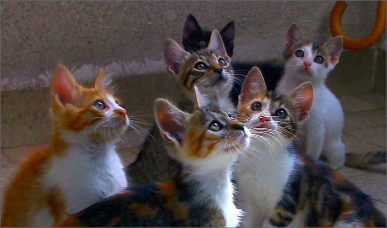 Canon EF 28-300mm F3.5-5.6L IS USM sample photo. Cats... photography