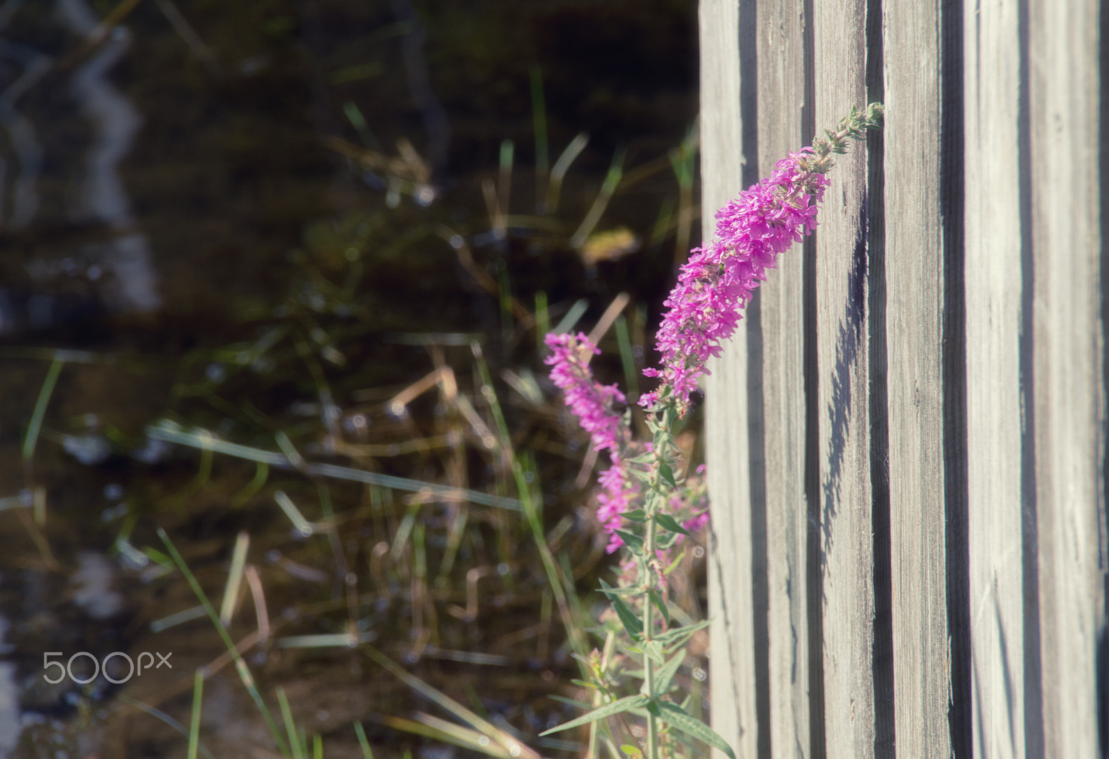 Canon EOS 650D (EOS Rebel T4i / EOS Kiss X6i) sample photo. Pink photography