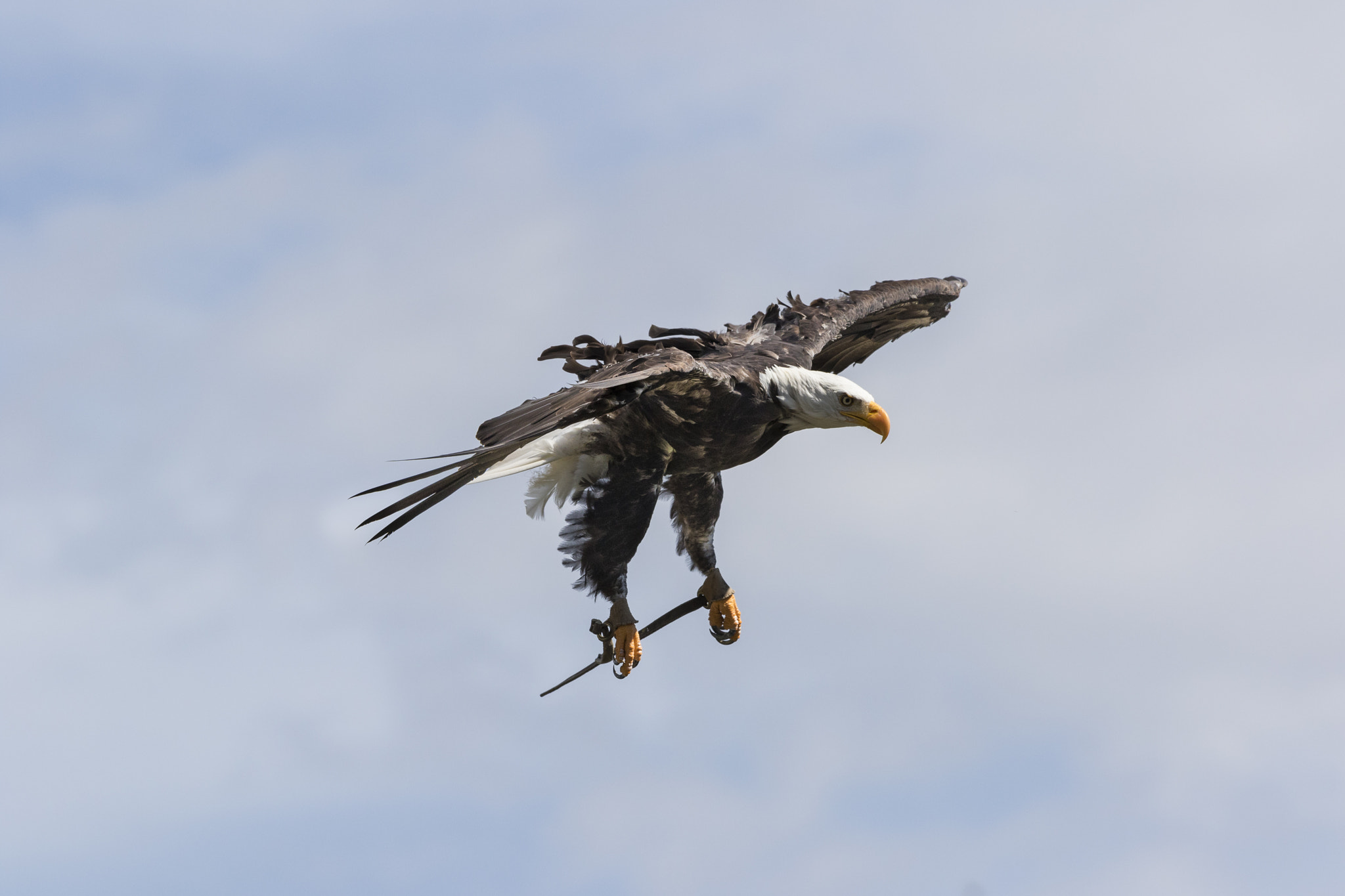 Canon EF 300mm F2.8L IS II USM sample photo. The flight photography