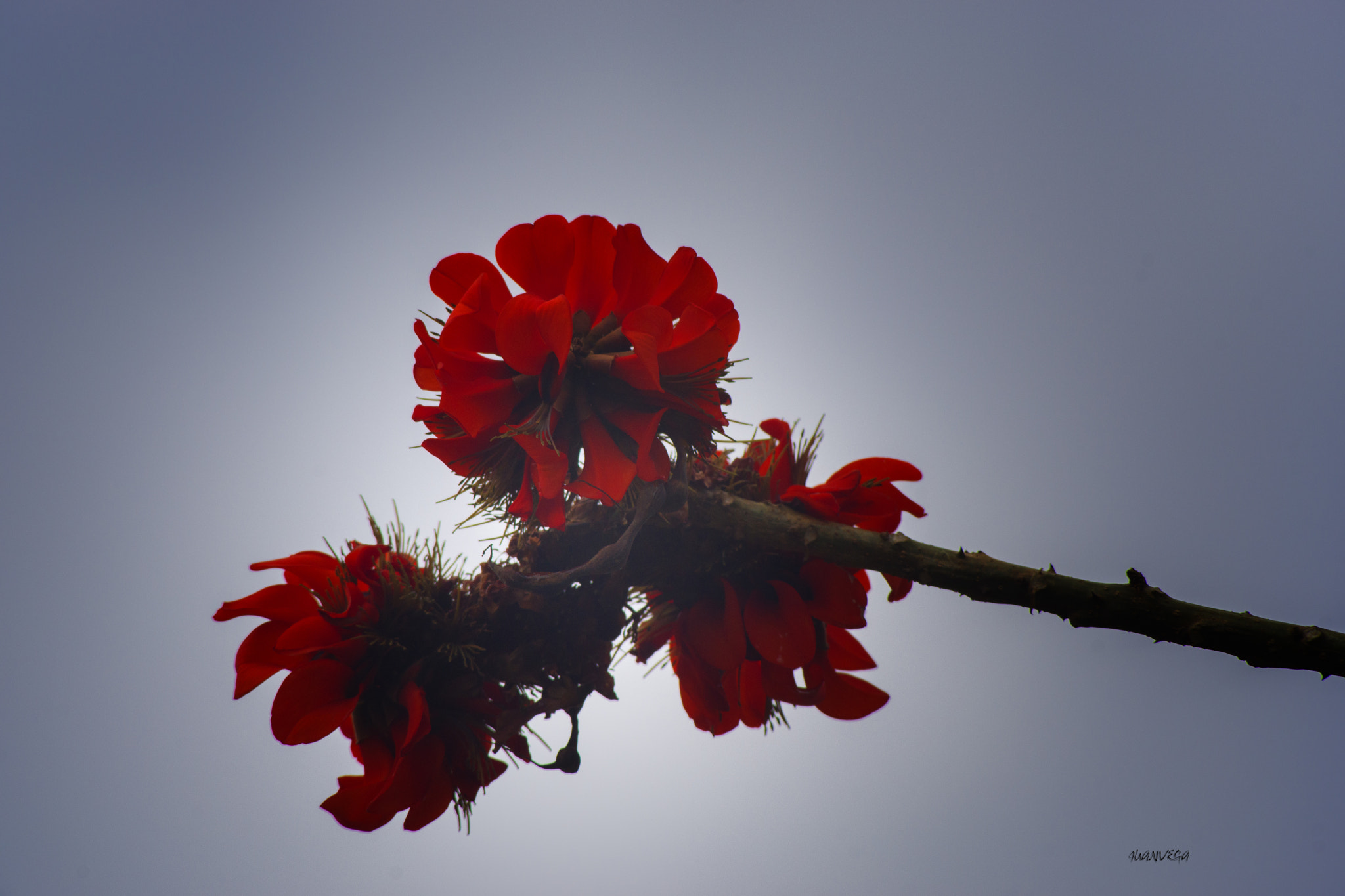 Sony 75-300mm F4.5-5.6 sample photo. Red photography