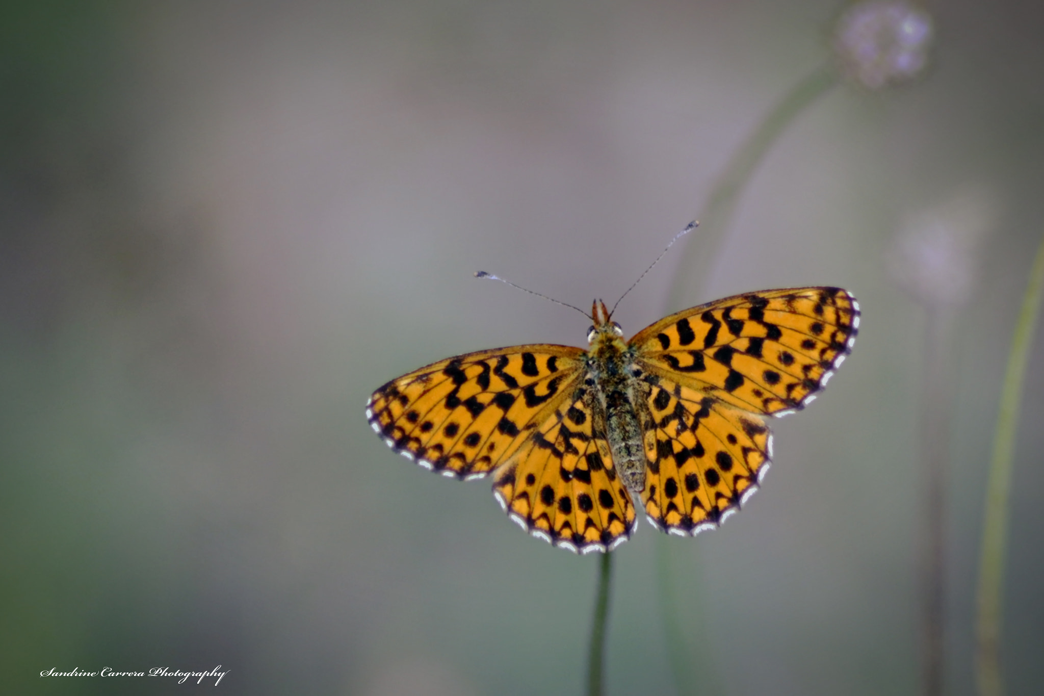 Canon EOS 7D Mark II + Tamron AF 70-300mm F4-5.6 Di LD Macro sample photo. Butterfly photography