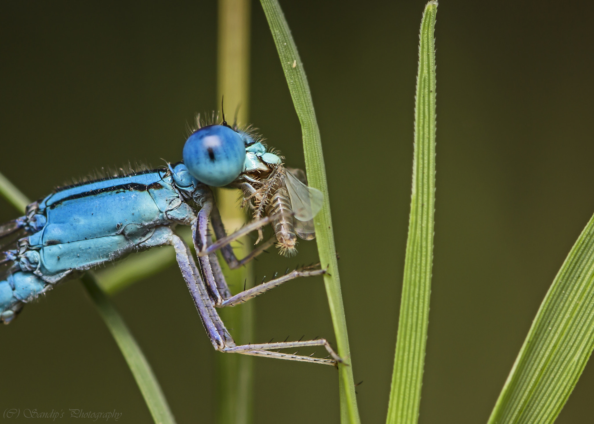 Canon EOS 600D (Rebel EOS T3i / EOS Kiss X5) + Tamron SP AF 90mm F2.8 Di Macro sample photo. Common blue damsel fly.... photography