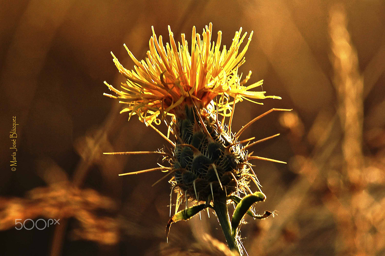Nikon D40 sample photo. Beautiful thorns photography
