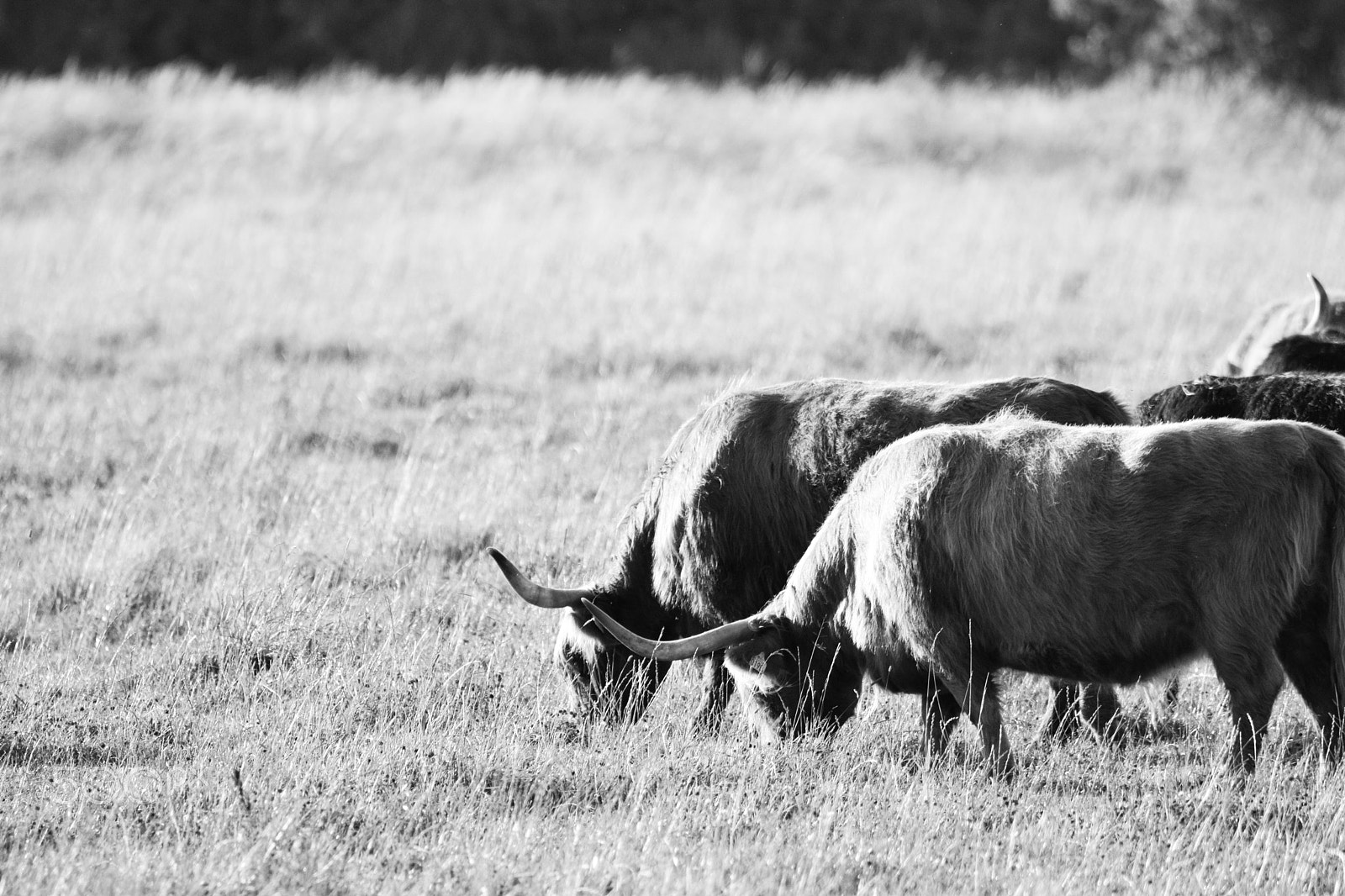 Tamron SP 150-600mm F5-6.3 Di VC USD sample photo. Grazing an open field photography