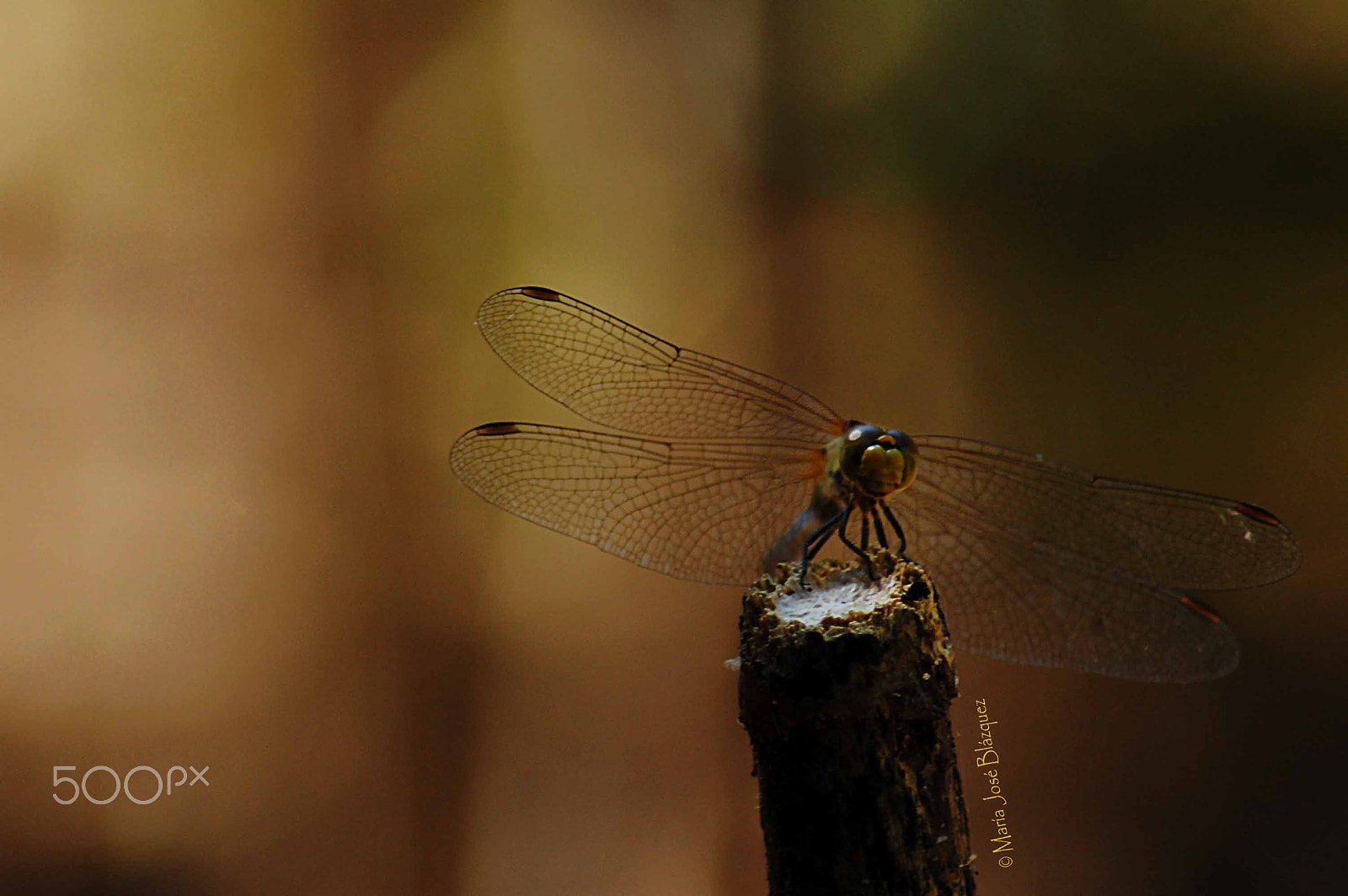 Nikon D40 sample photo. The poses of the dragonfly photography