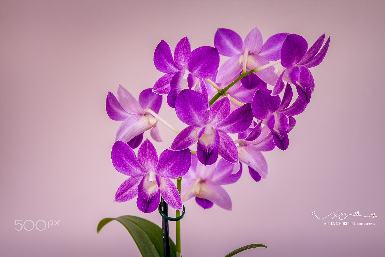 Canon EF 24-70mm F4L IS USM sample photo. Purple in glow photography