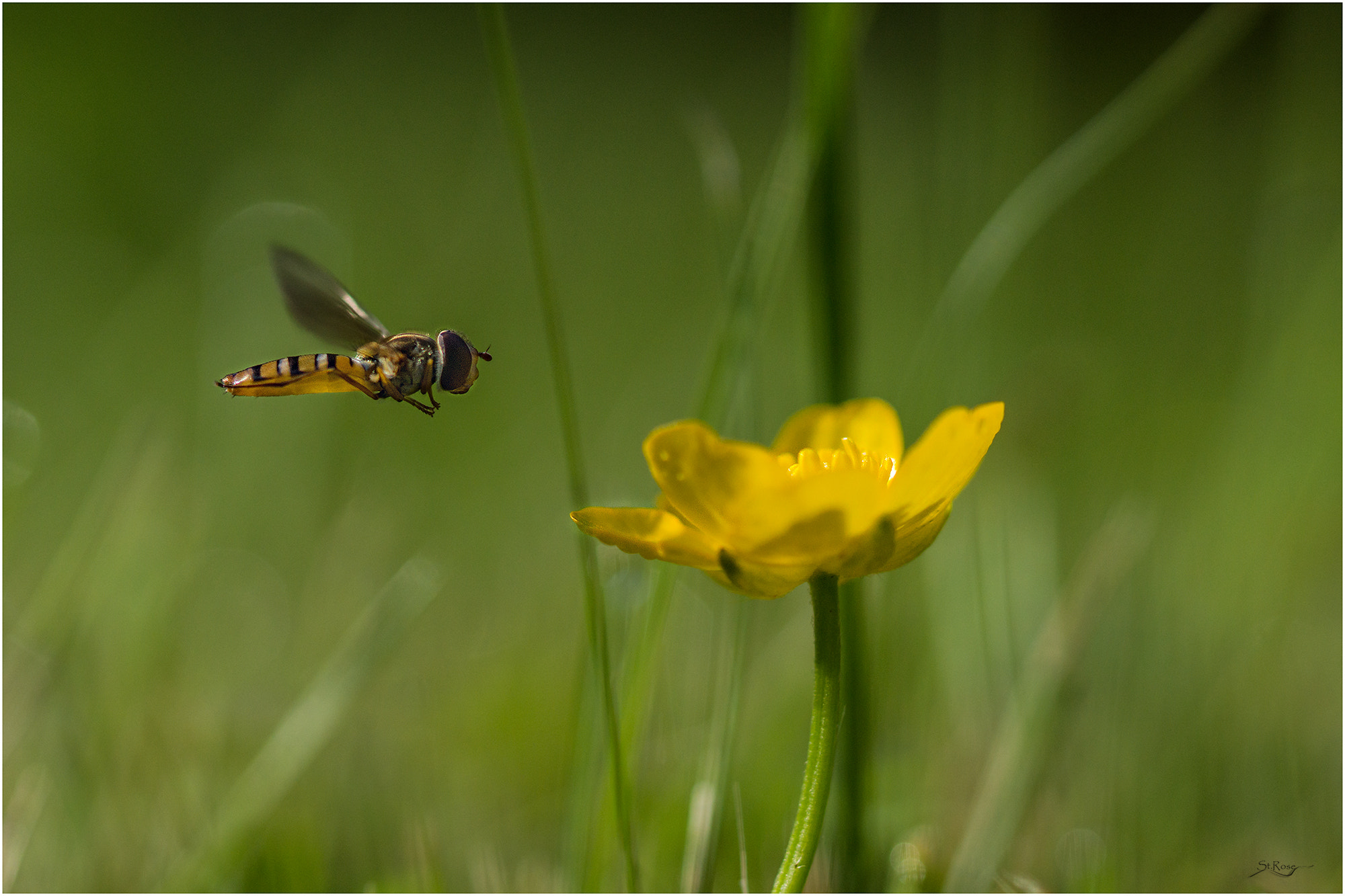 Sony SLT-A77 + 90mm F2.8 Macro SSM sample photo. In approach photography