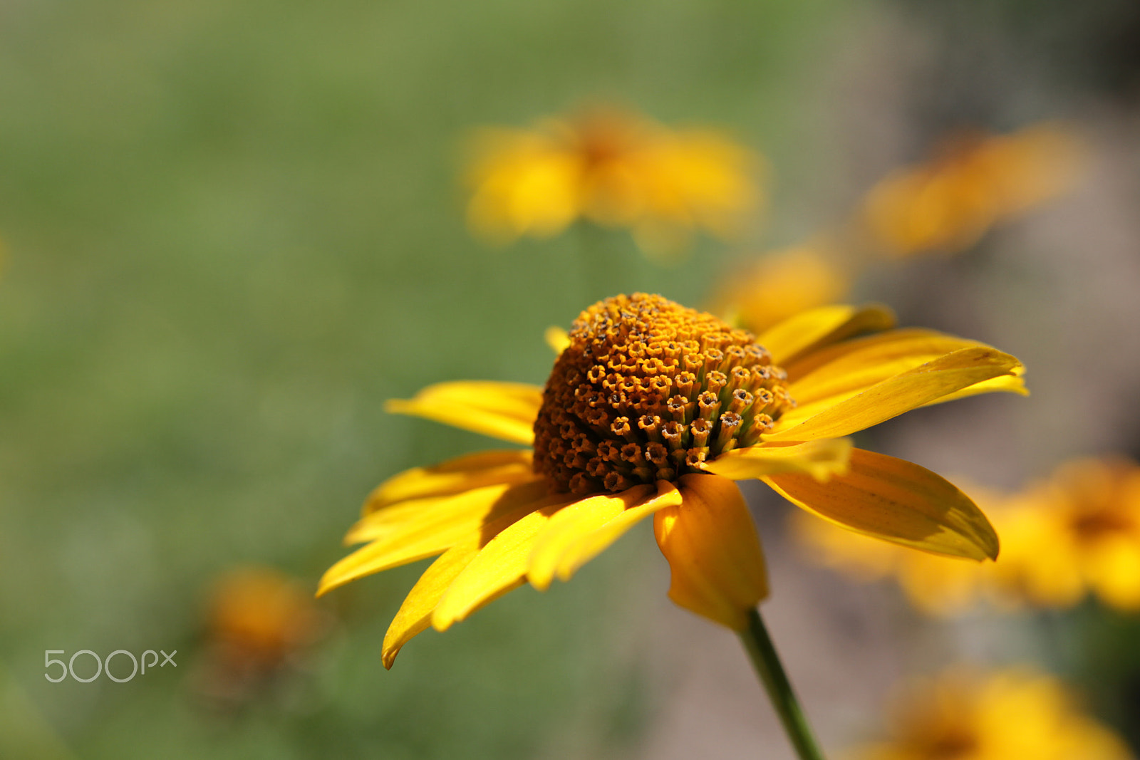 Canon 18-35mm sample photo. Garden flowers photography