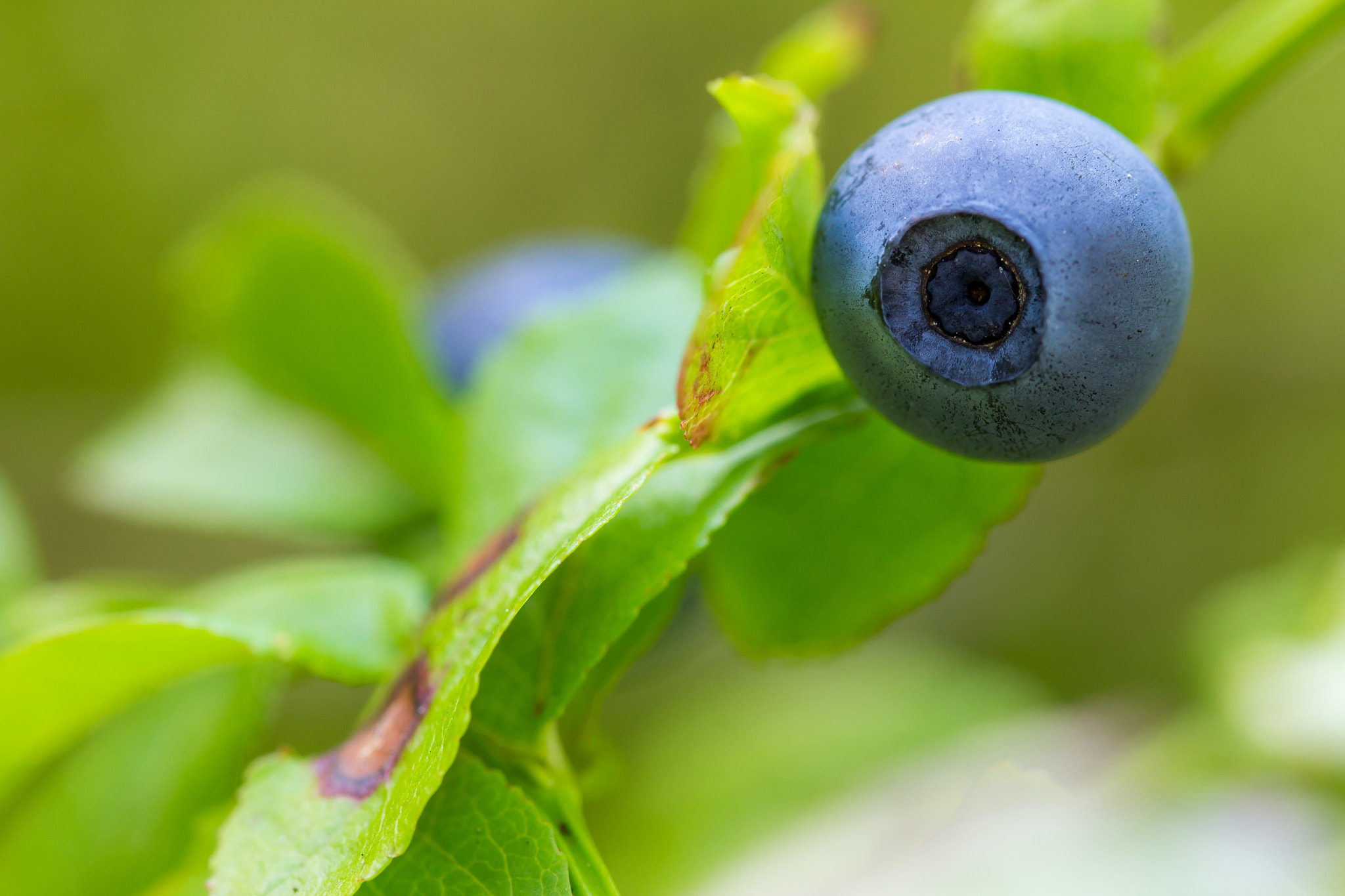 Canon EOS 60D + Sigma 105mm F2.8 EX DG OS HSM sample photo. Blueberry photography