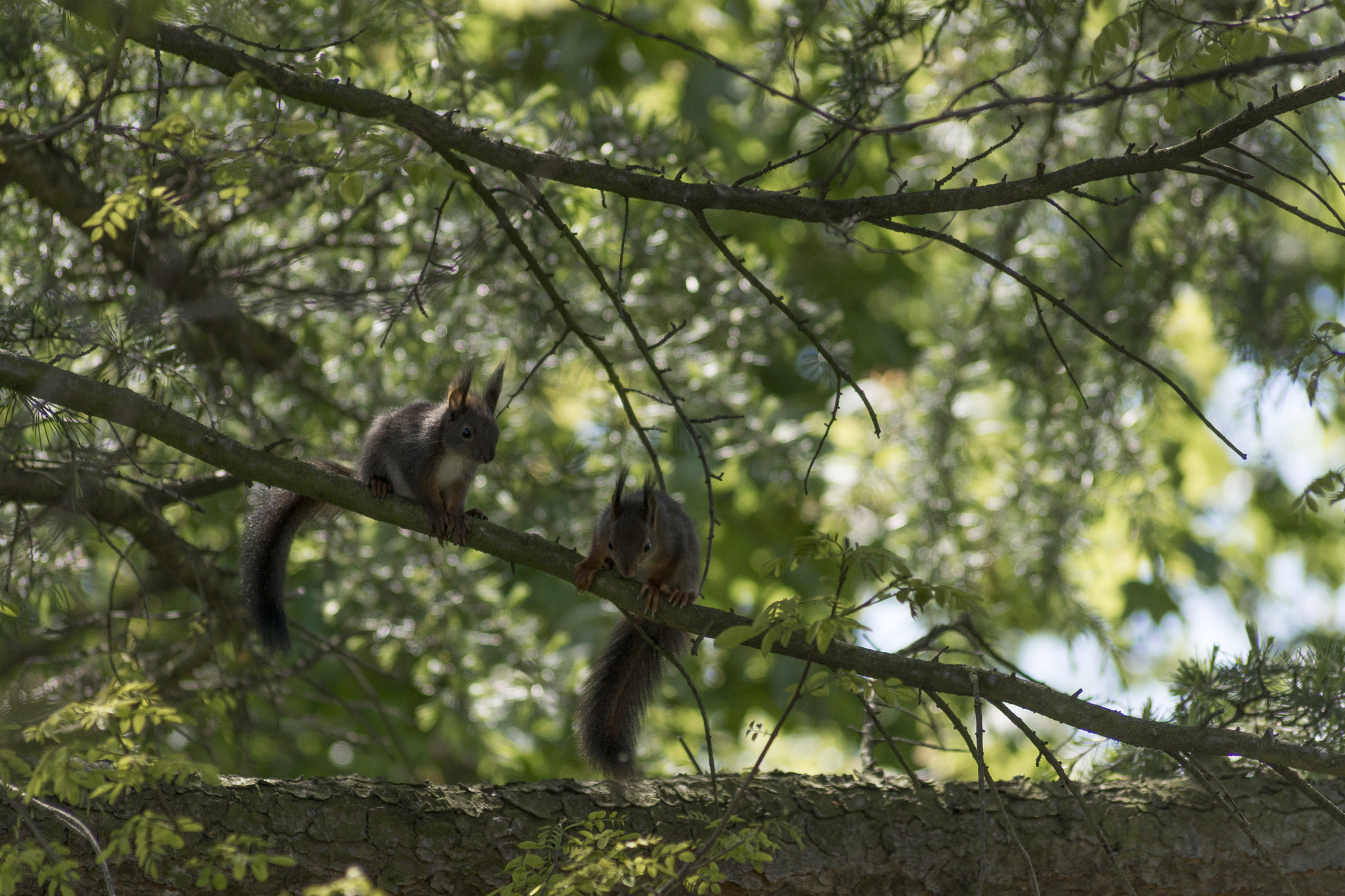 Sony 75-300mm F4.5-5.6 sample photo. Mating squirrels photography