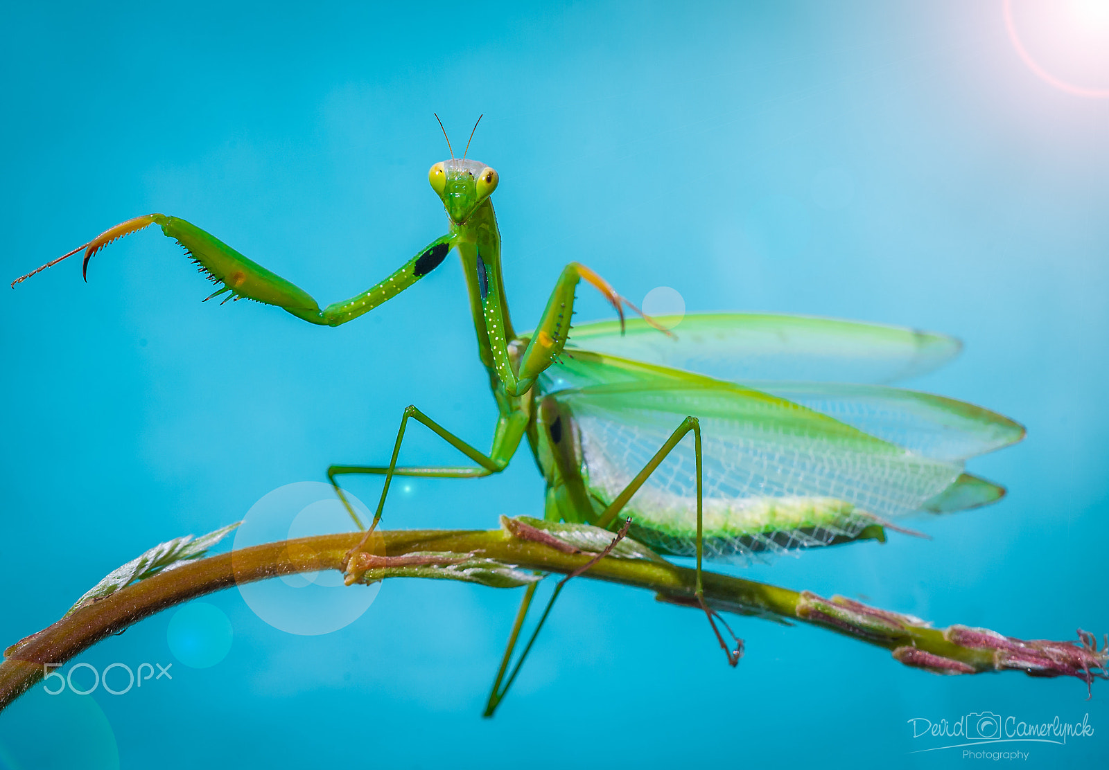 Sigma APO Macro 180mm F3.5 EX DG HSM sample photo. The conductor photography