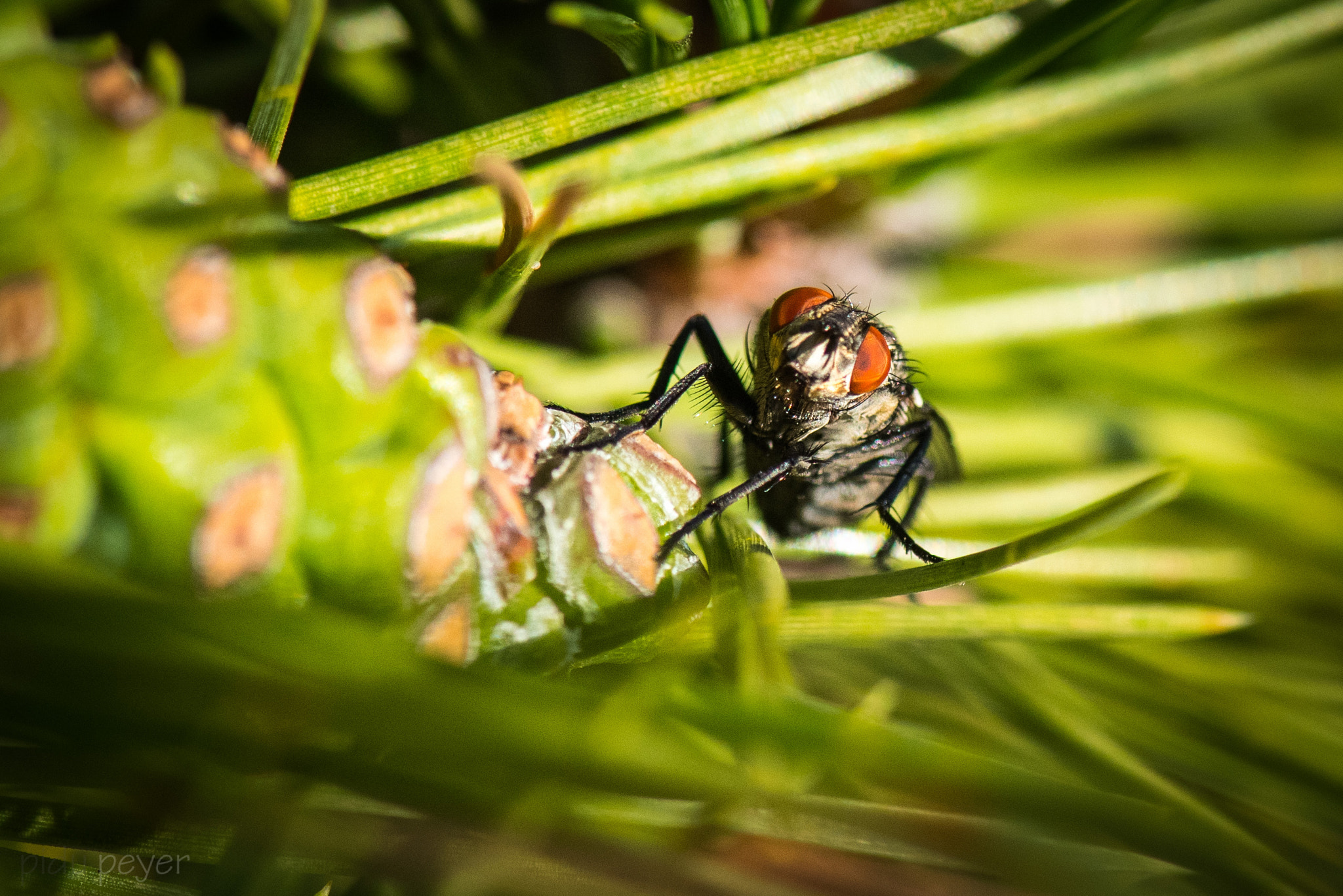 Nikon D5 sample photo. Hairy fly photography