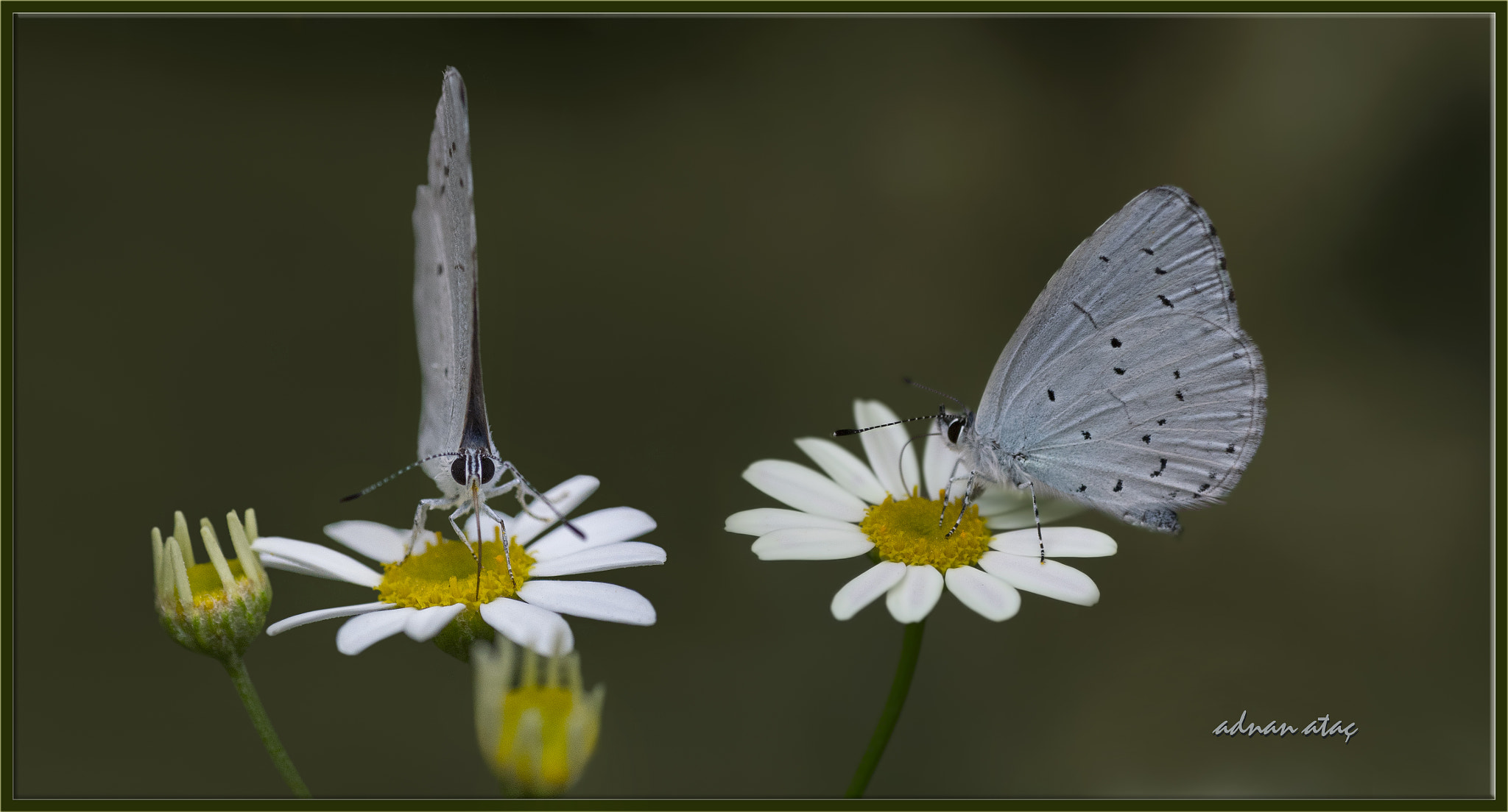 Nikon D5 sample photo. Fransız everesi - cupido alcetas - provençal short tailed blue photography