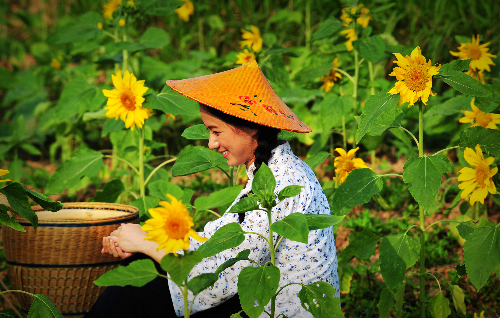 Nikon D3 sample photo. Sunflower fairly photography