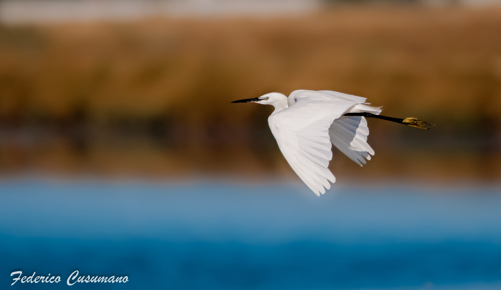 Sigma 150-600mm F5-6.3 DG OS HSM | C sample photo. Flying garzetta photography