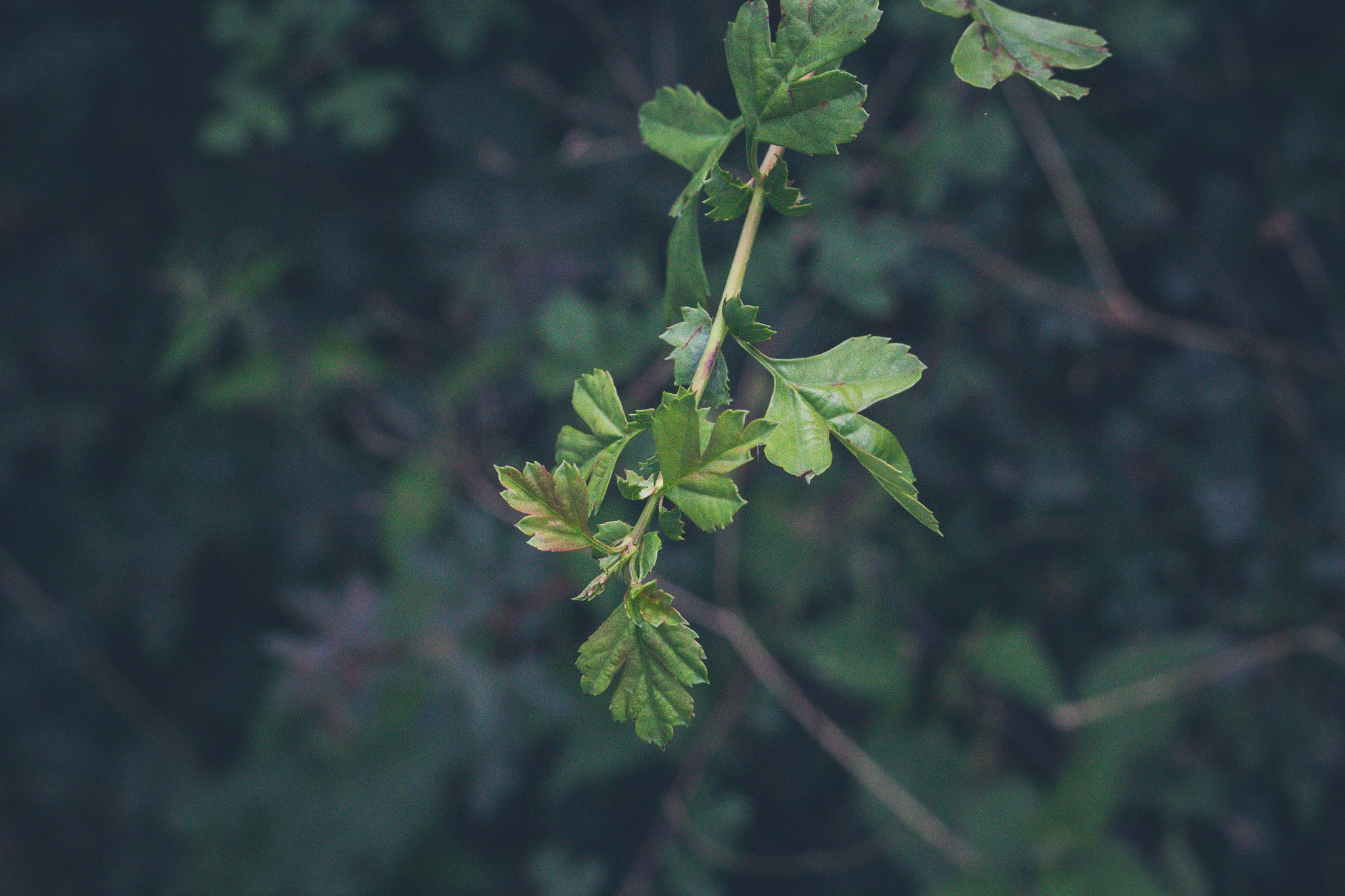 Sigma 50mm F1.4 EX DG HSM sample photo. Macro shot photography