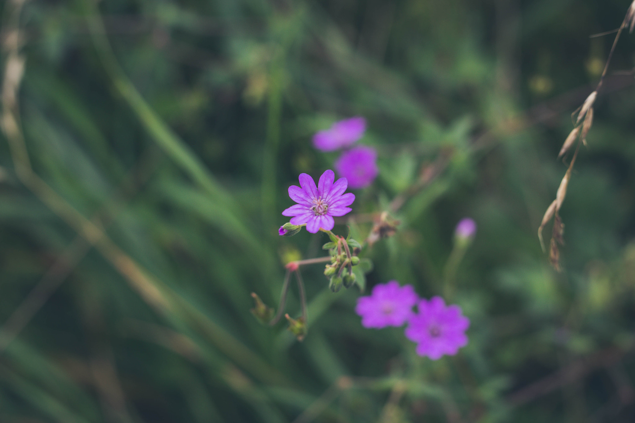Sigma 50mm F1.4 EX DG HSM sample photo. Macro shot photography