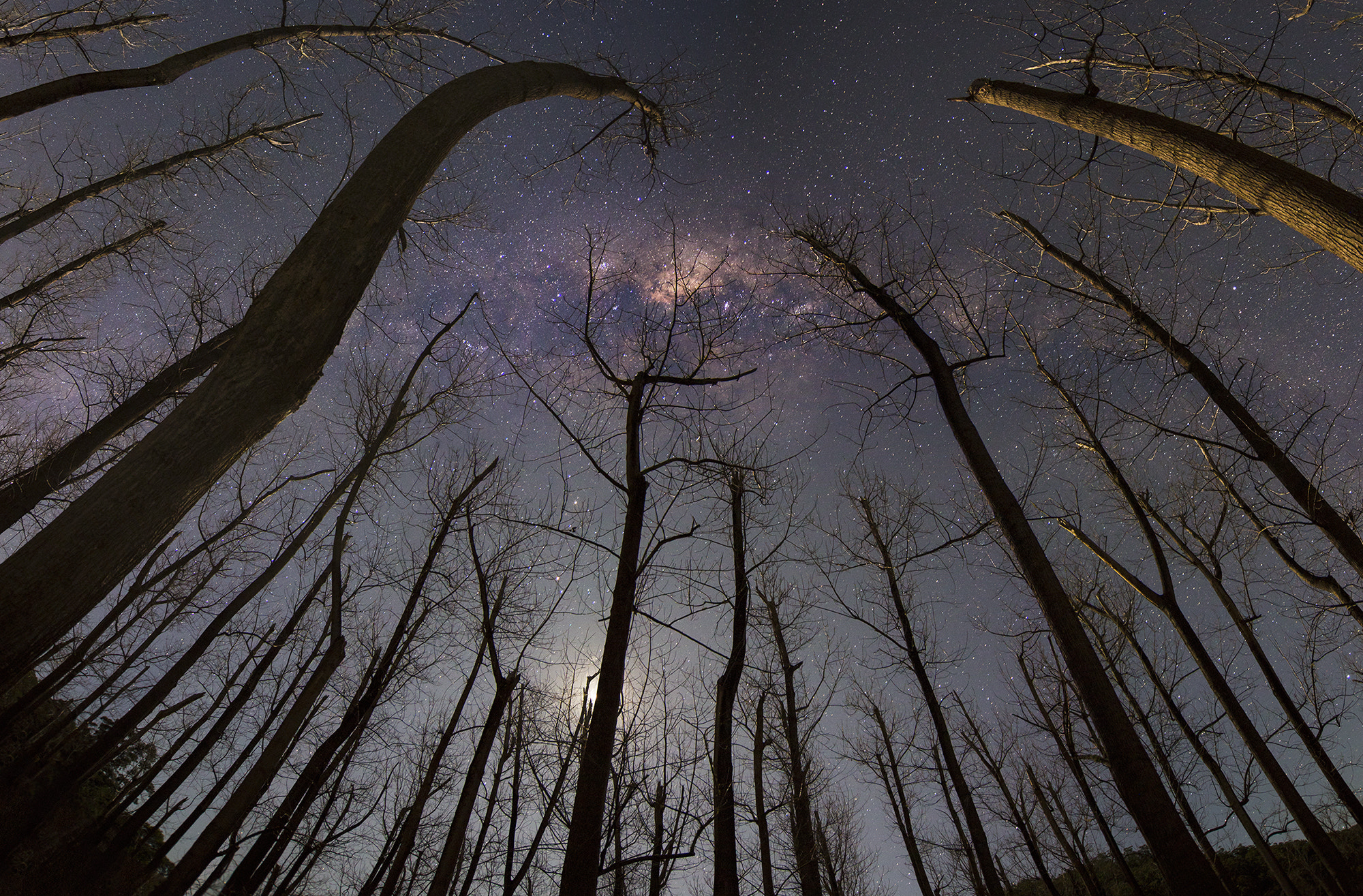 Tokina AT-X Pro 12-24mm F4 (IF) DX sample photo. Forest of stars iii photography