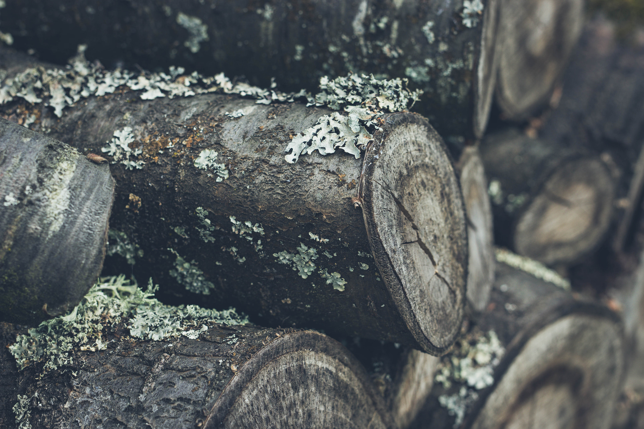 Sigma 50mm F1.4 EX DG HSM sample photo. Lumber photography