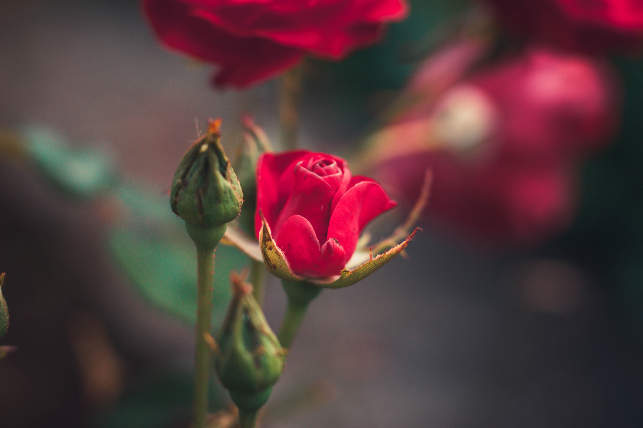 Sigma 50mm F1.4 EX DG HSM sample photo. Macro shot photography