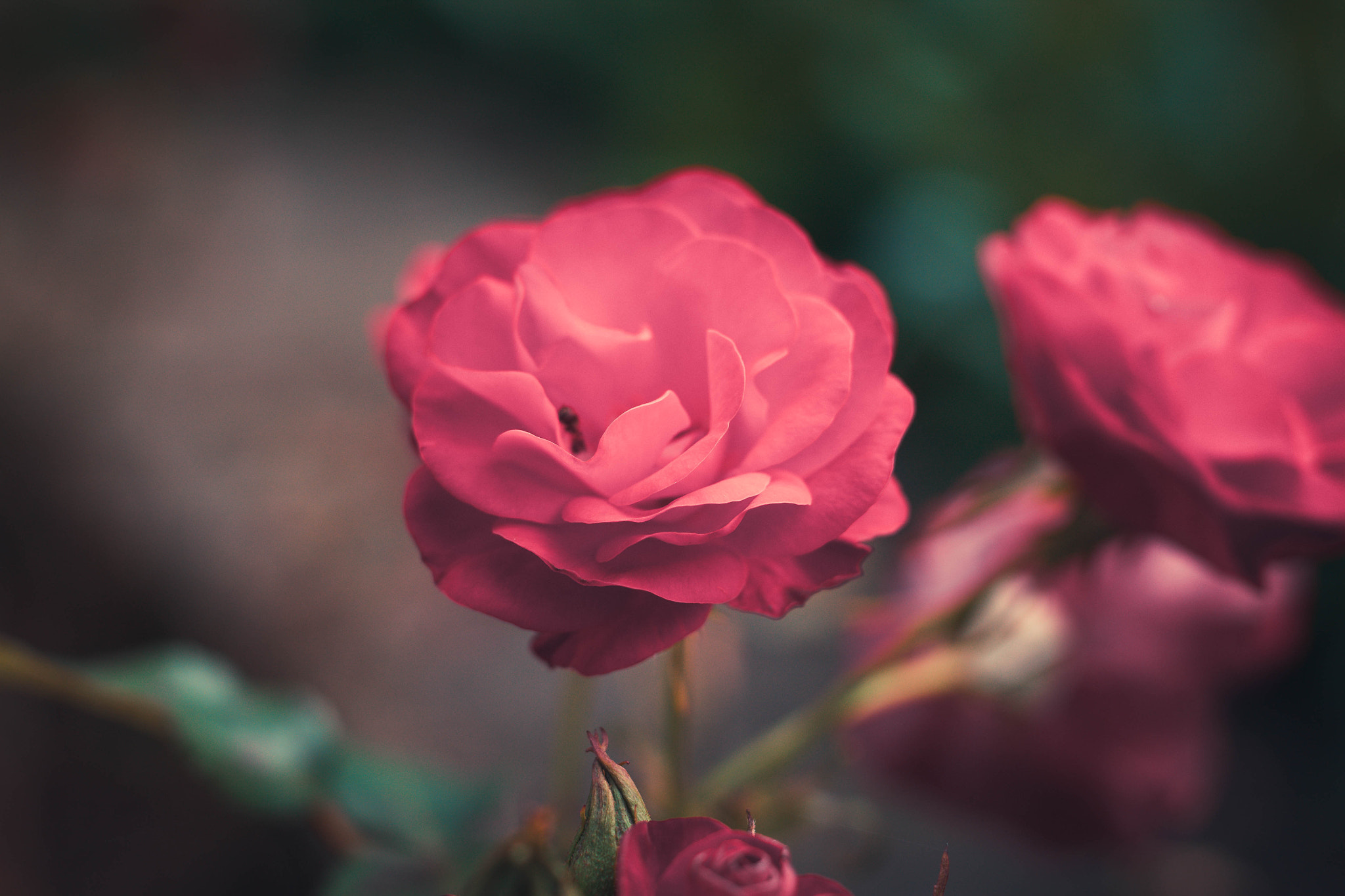 Sigma 50mm F1.4 EX DG HSM sample photo. Macro shot photography