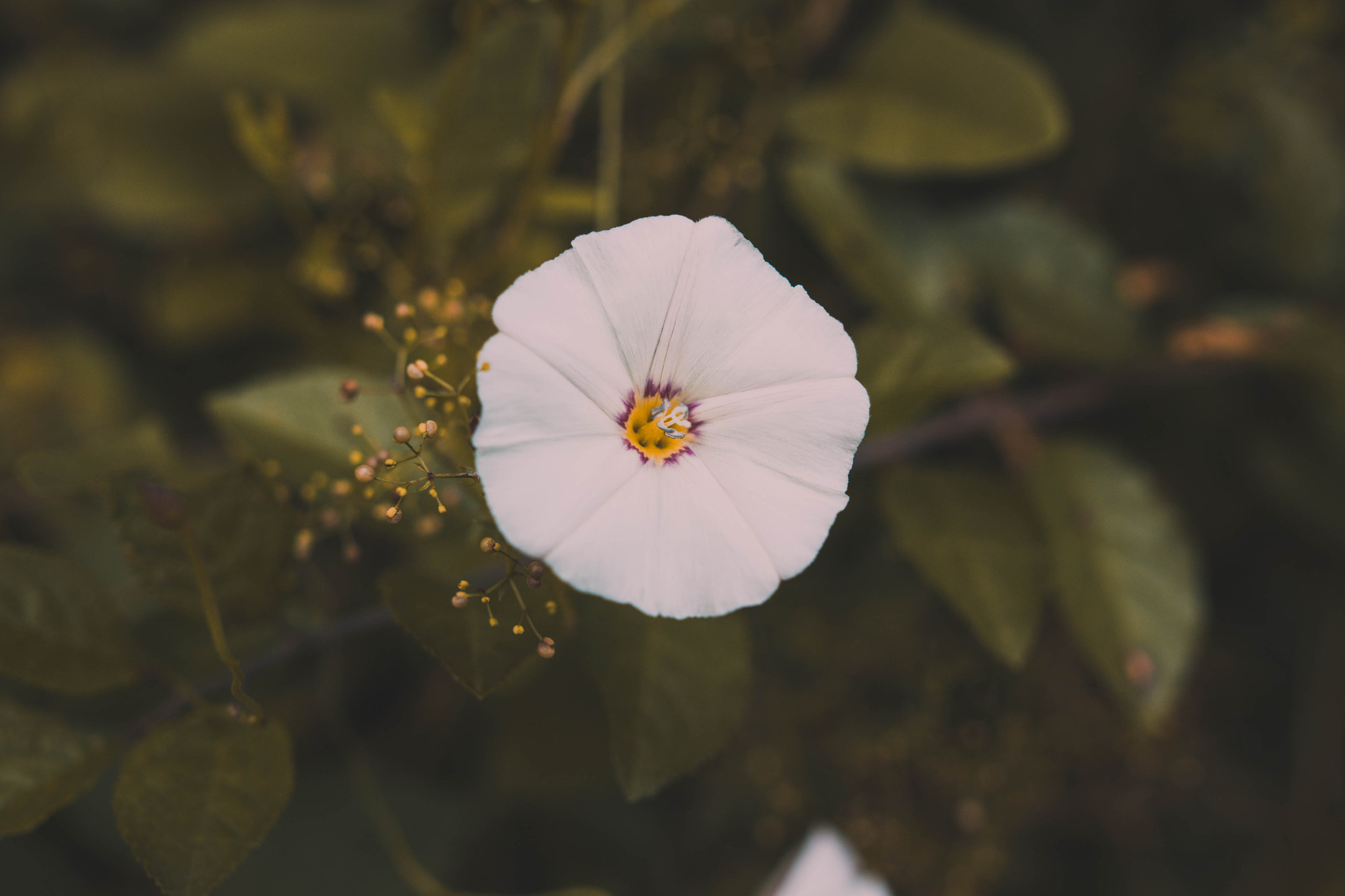 Sigma 24mm F1.4 DG HSM Art sample photo. Macro shot photography