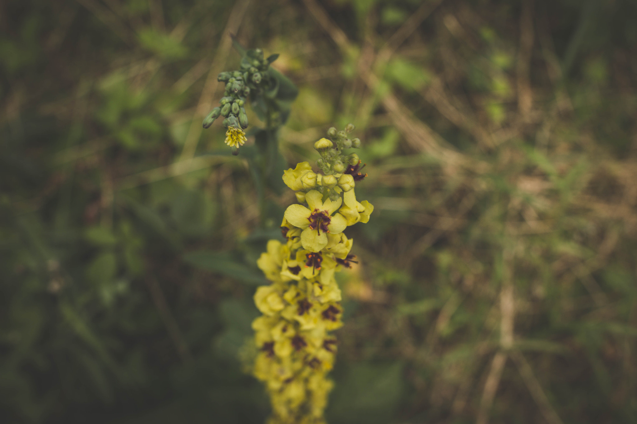 Sigma 24mm F1.4 DG HSM Art sample photo. Macro shot photography