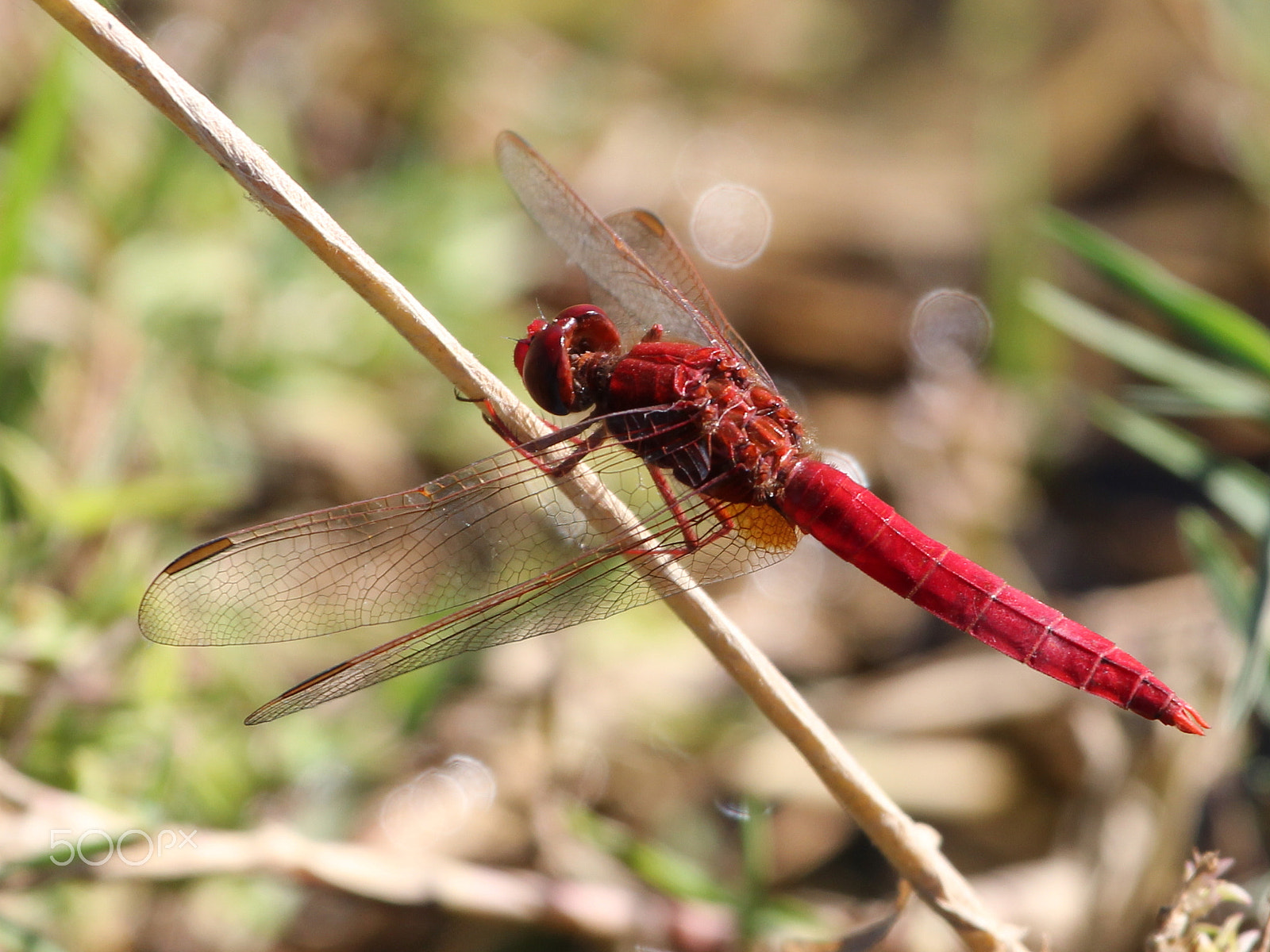 Canon EOS 550D (EOS Rebel T2i / EOS Kiss X4) + Canon EF 100-400mm F4.5-5.6L IS USM sample photo. Red dragonfly photography