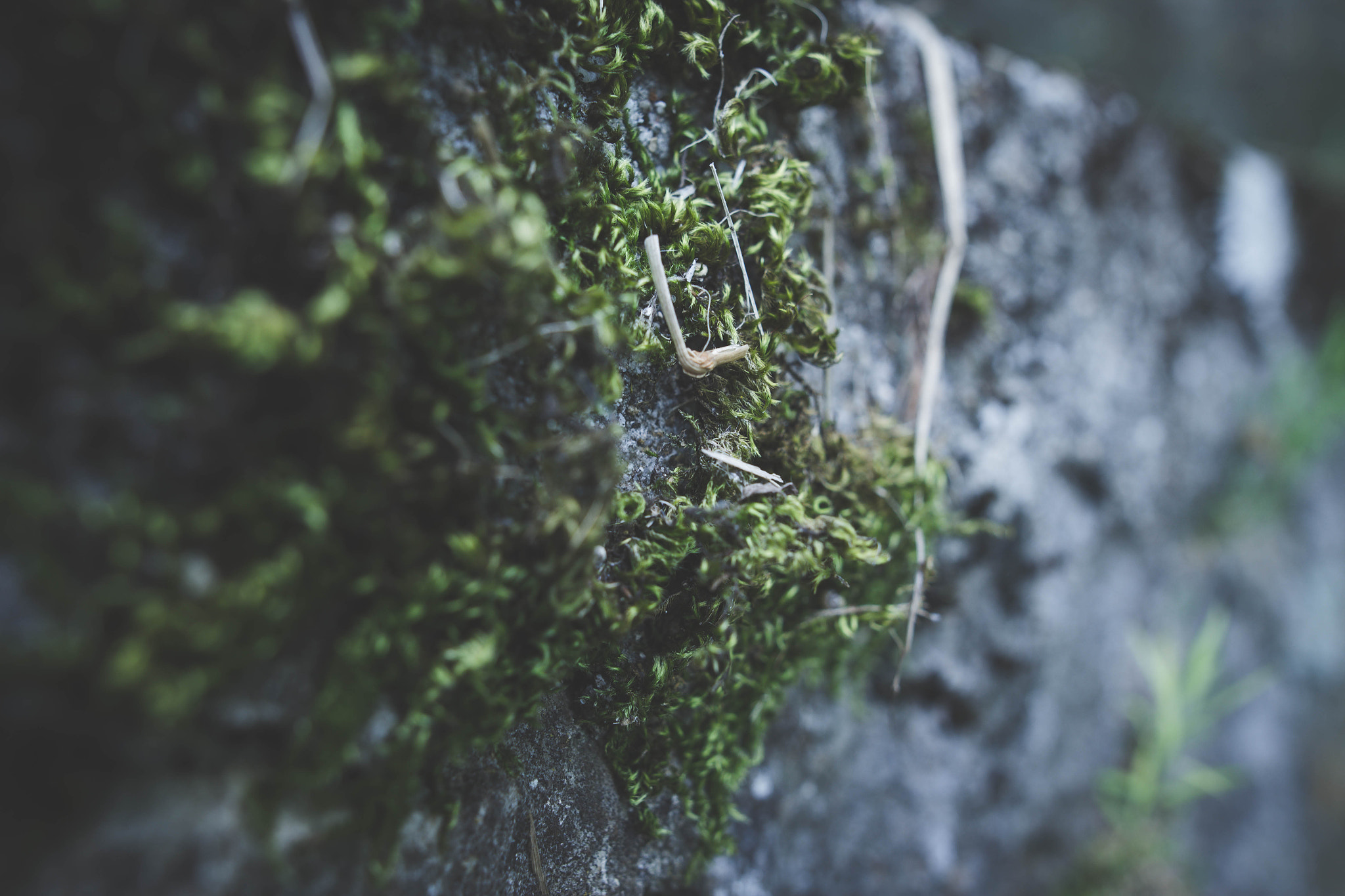 Sigma 24mm F1.4 DG HSM Art sample photo. Macro shot photography