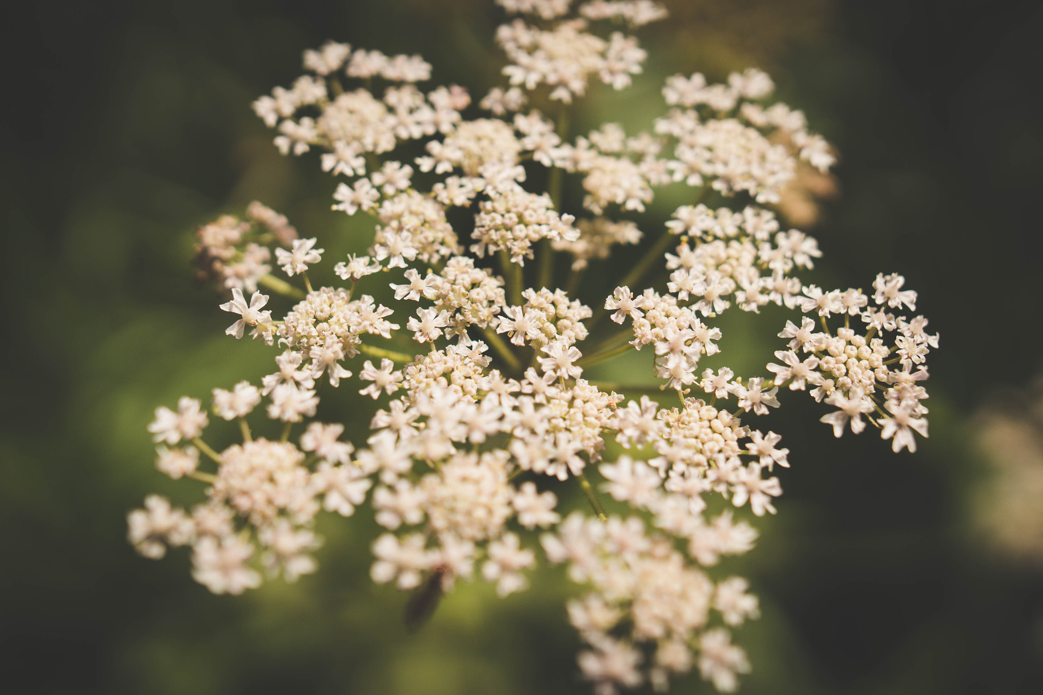 Sigma 24mm F1.4 DG HSM Art sample photo. Macro shot photography