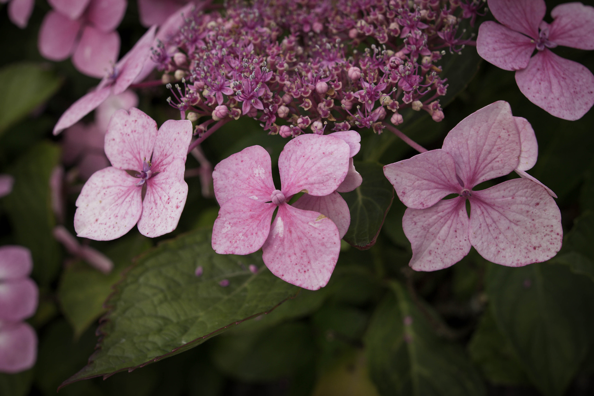Sigma 24mm F1.4 DG HSM Art sample photo. Macro shot photography