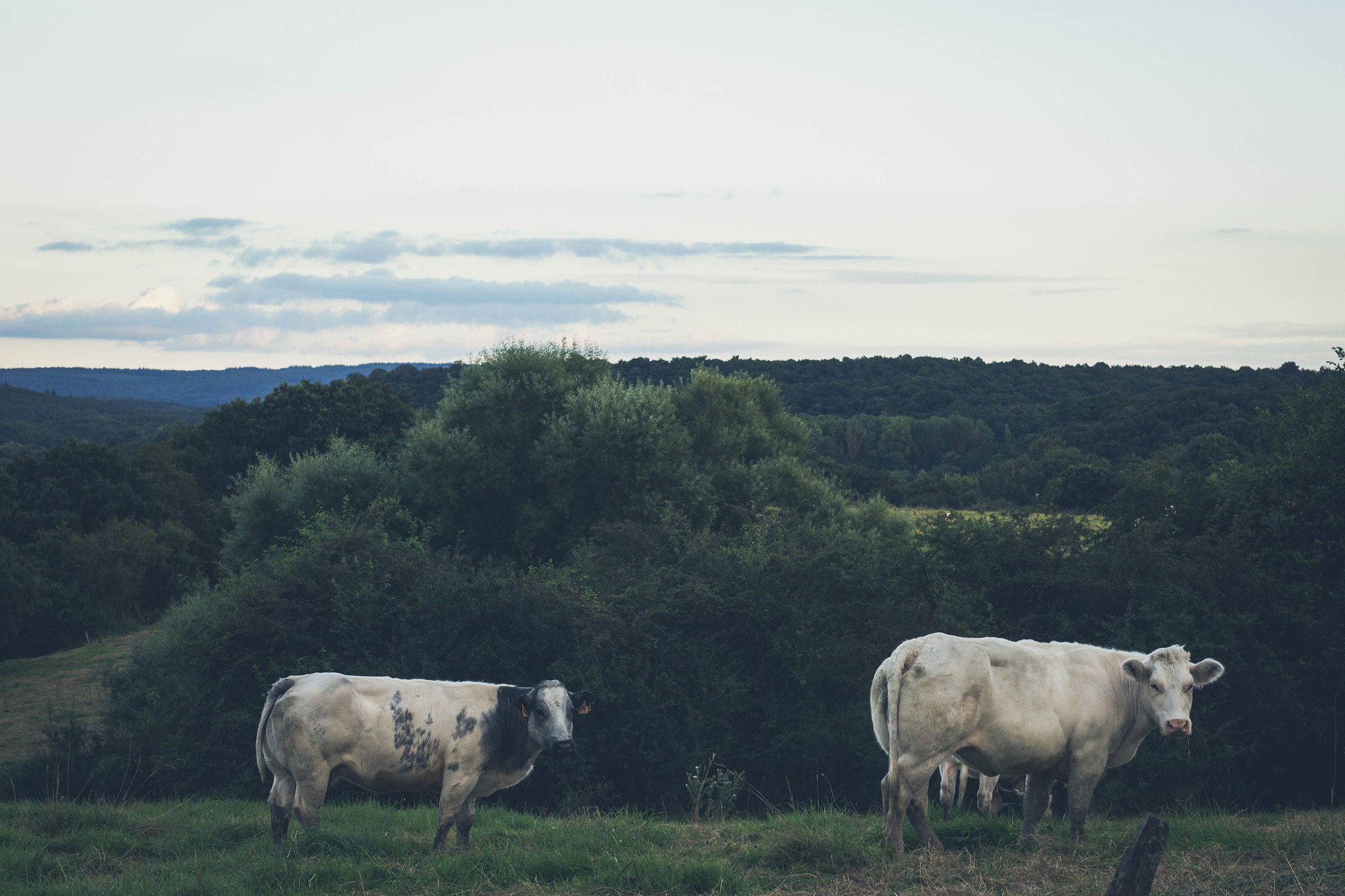 Sigma 50mm F1.4 EX DG HSM sample photo. Cows photography