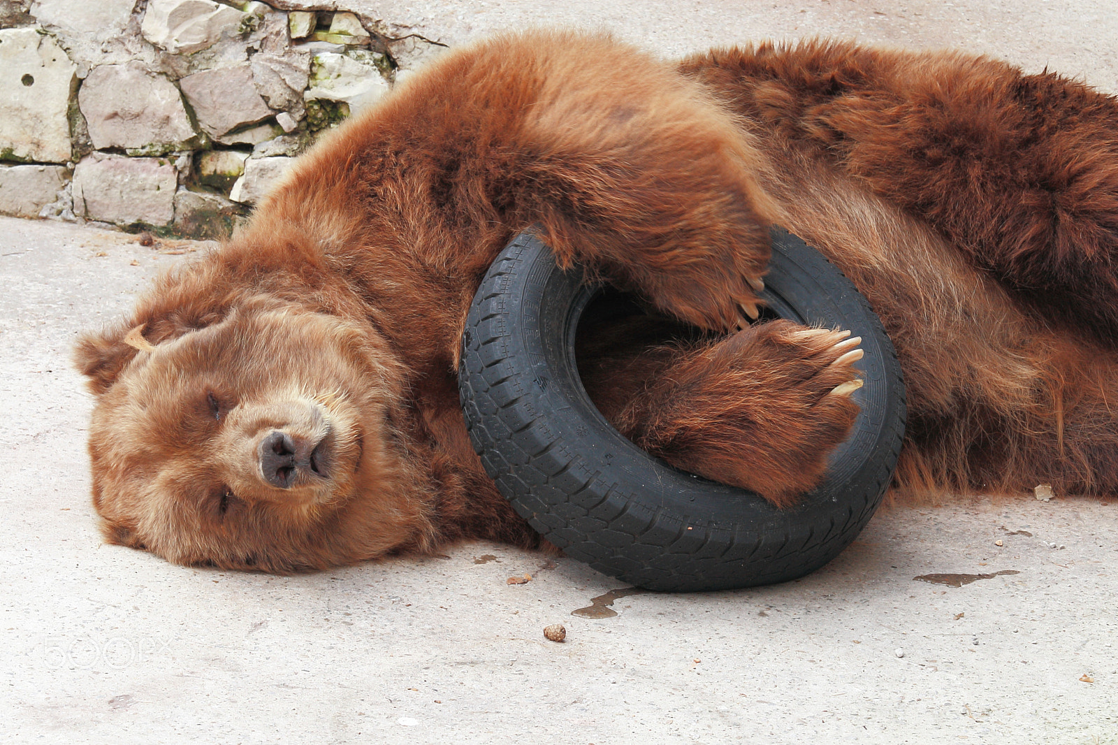 Canon EOS 30D + Canon EF 70-200mm F4L IS USM sample photo. Strong and healthy sleep of the bear photography