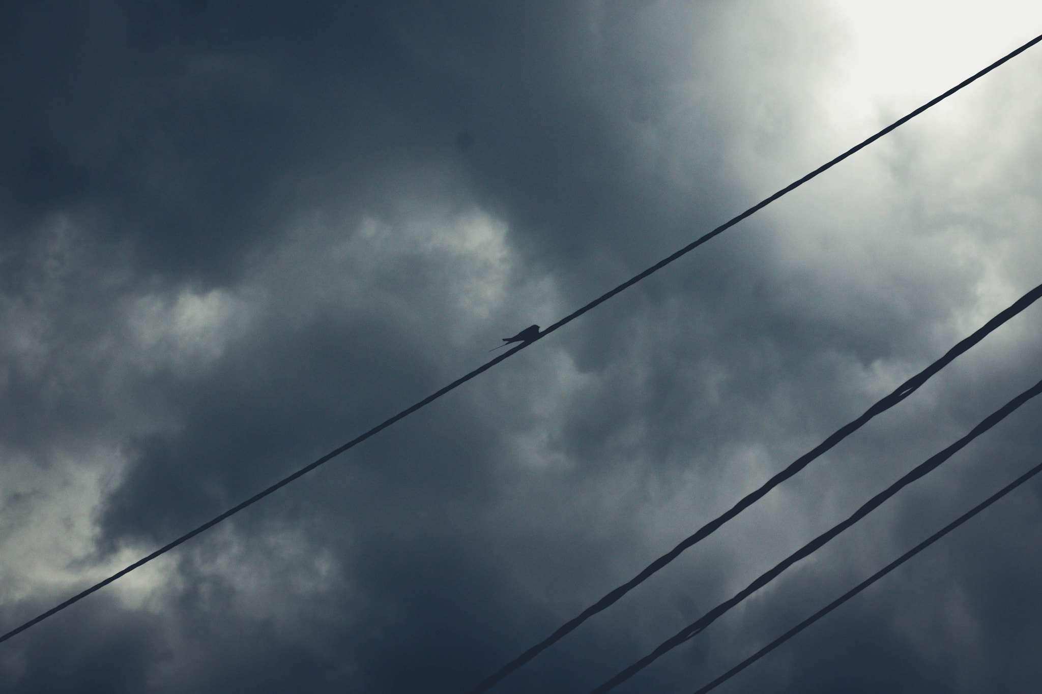 Sigma 50mm F1.4 EX DG HSM sample photo. Bird. photography