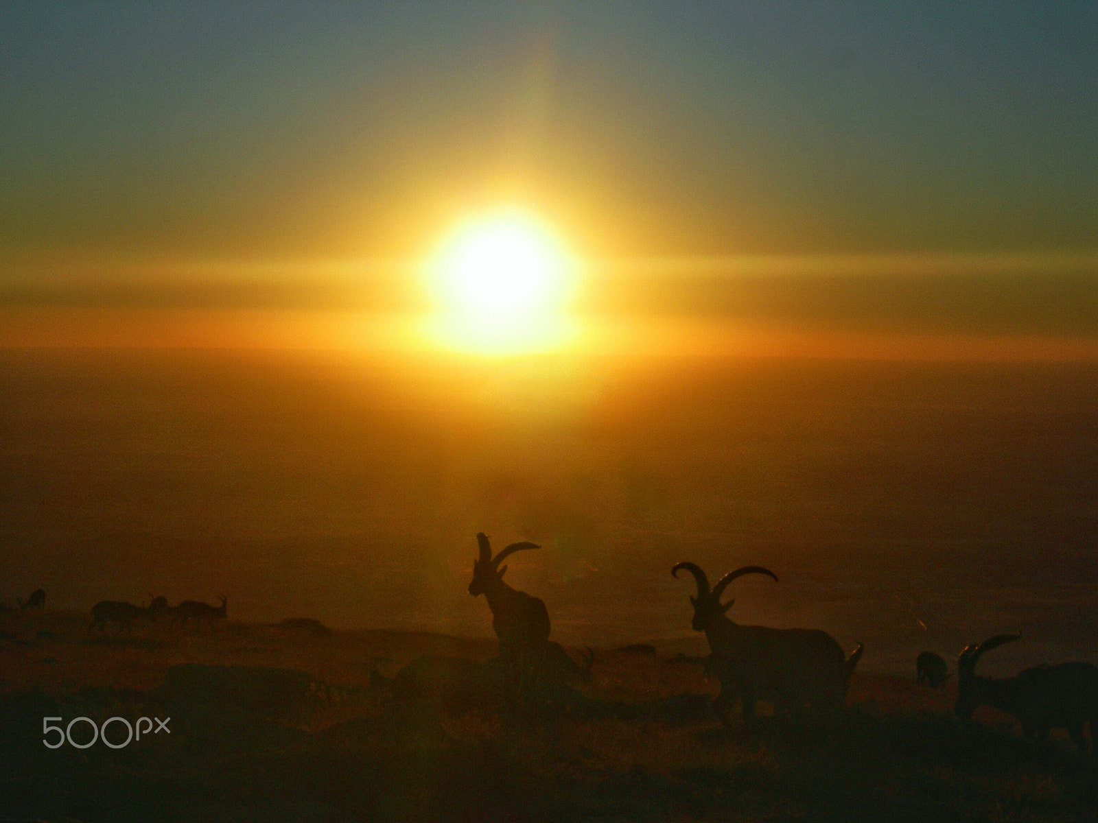 Nikon E7600 sample photo. Goats at sunset photography