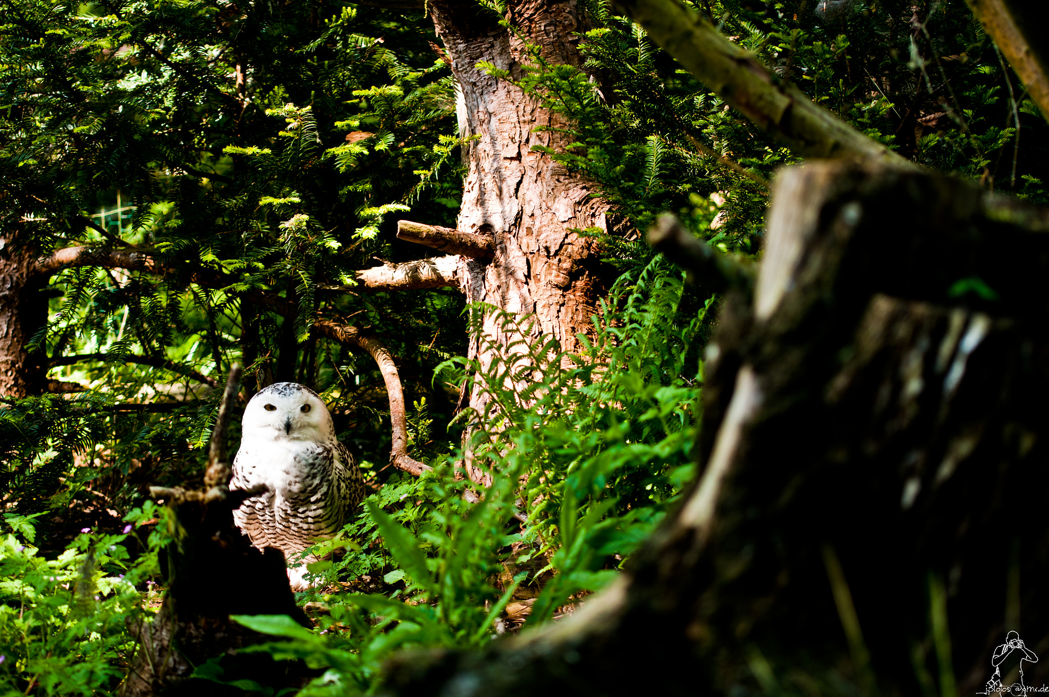 Nikon D300S sample photo. Owl photography