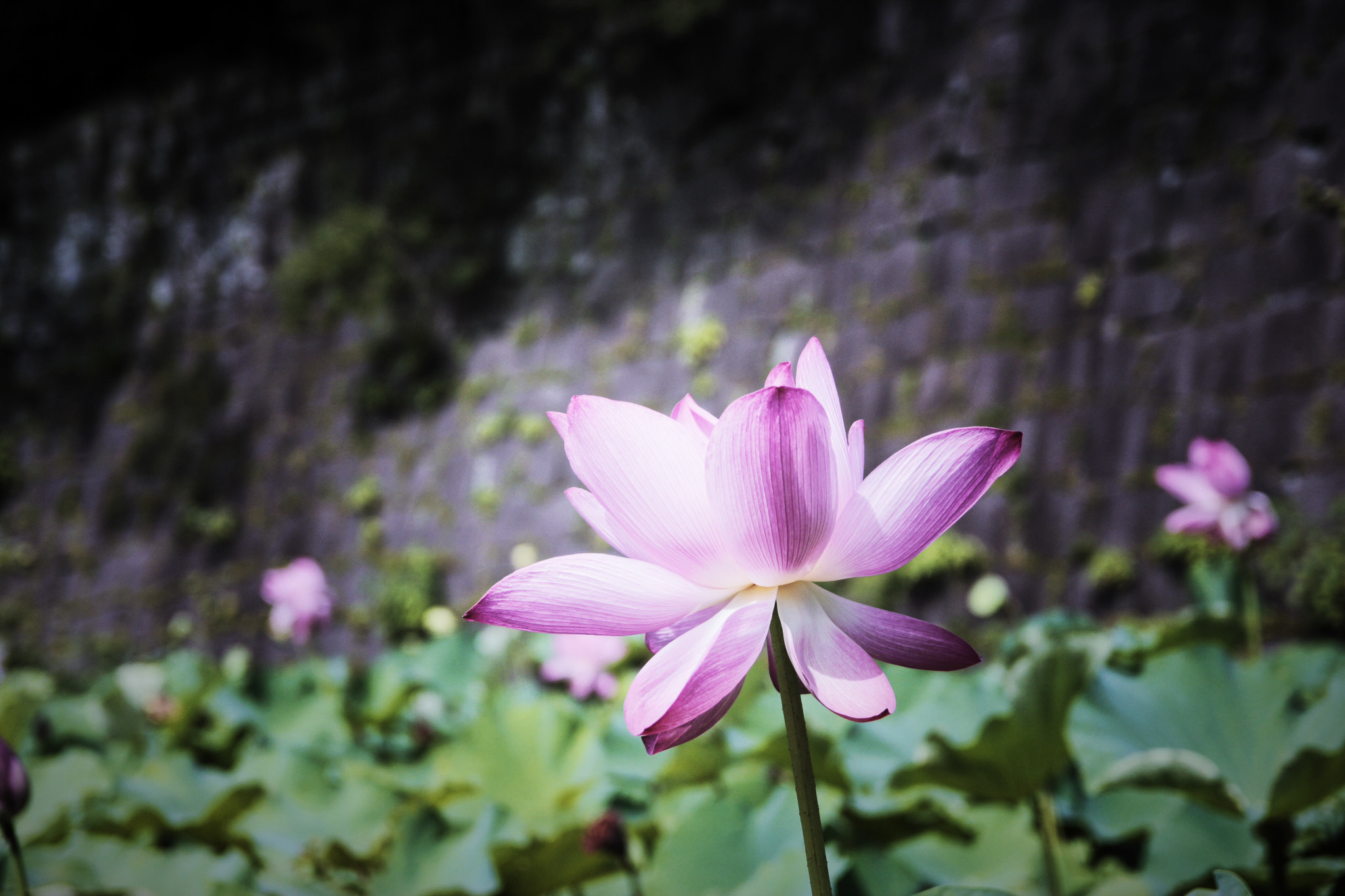 Canon 17-50mm sample photo. Lily in kagoshima photography