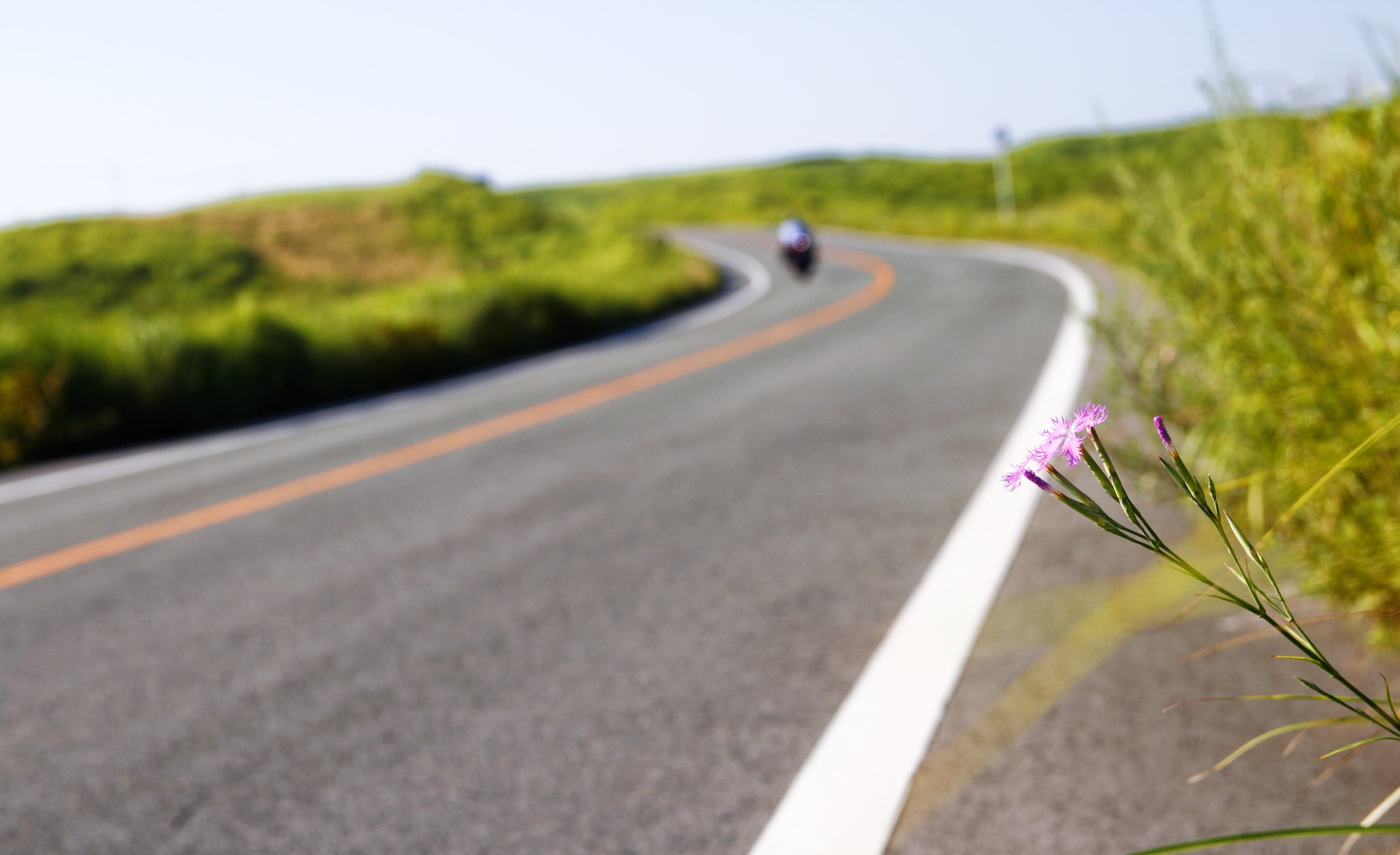 Canon 17-50mm sample photo. Flower on rode side photography