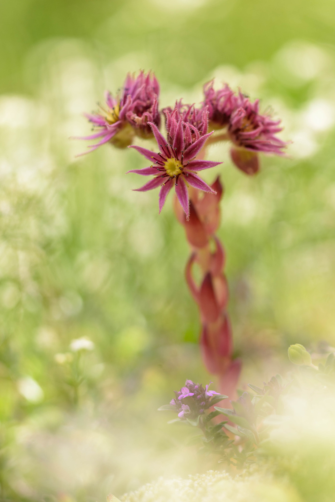 Sigma 150mm F2.8 EX DG Macro HSM sample photo. Sempervivum montanum photography