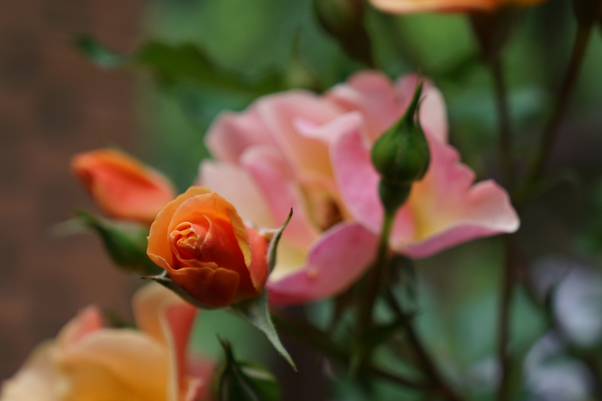 Sony E 18-55mm F3.5-5.6 OSS sample photo. Blossom colours photography