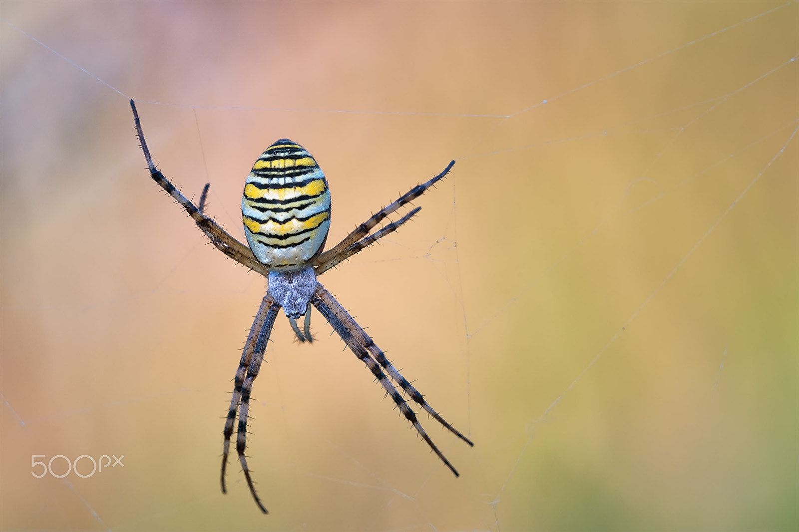 Sigma APO Macro 150mm f/2.8 EX DG HSM sample photo. The wasp spider, argiope bruennichi photography