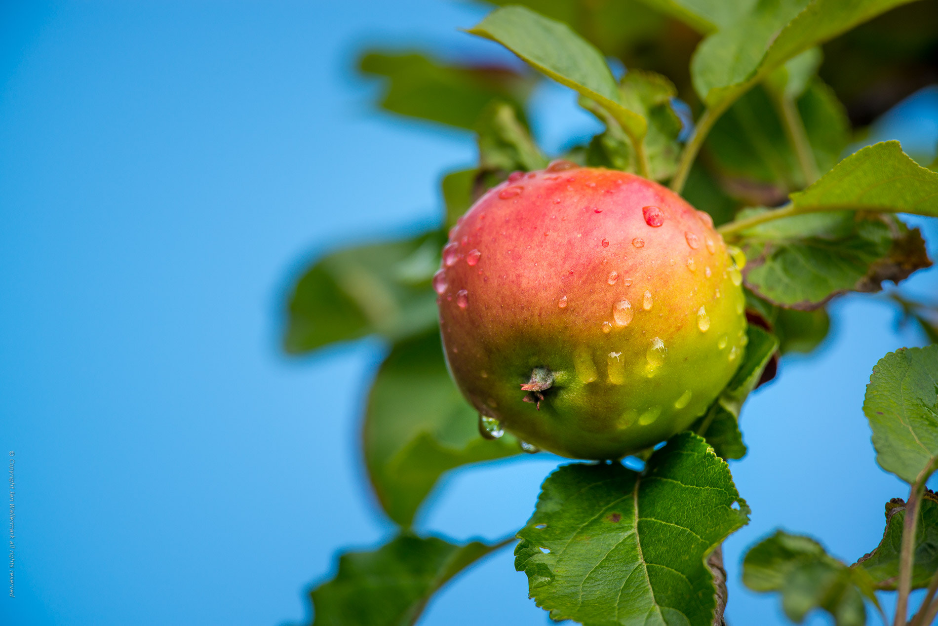 Nikon AF-S Nikkor 400mm F2.8E FL ED VR sample photo. Time for an apple photography