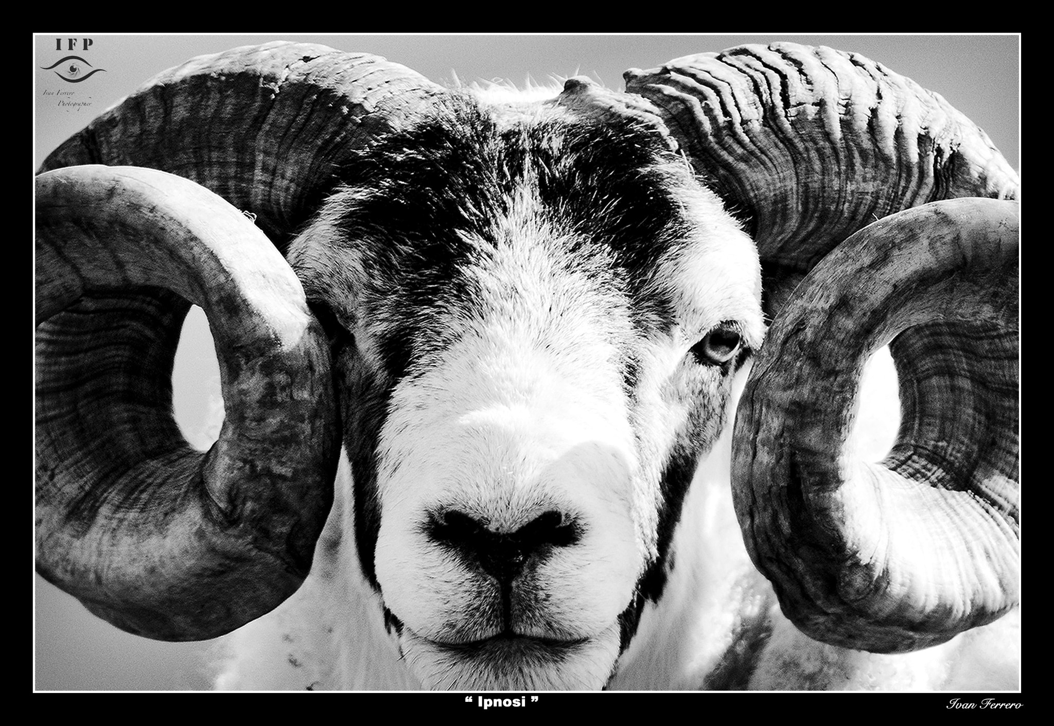 Sigma 150-600mm F5-6.3 DG OS HSM | S sample photo. Hypnotic photography