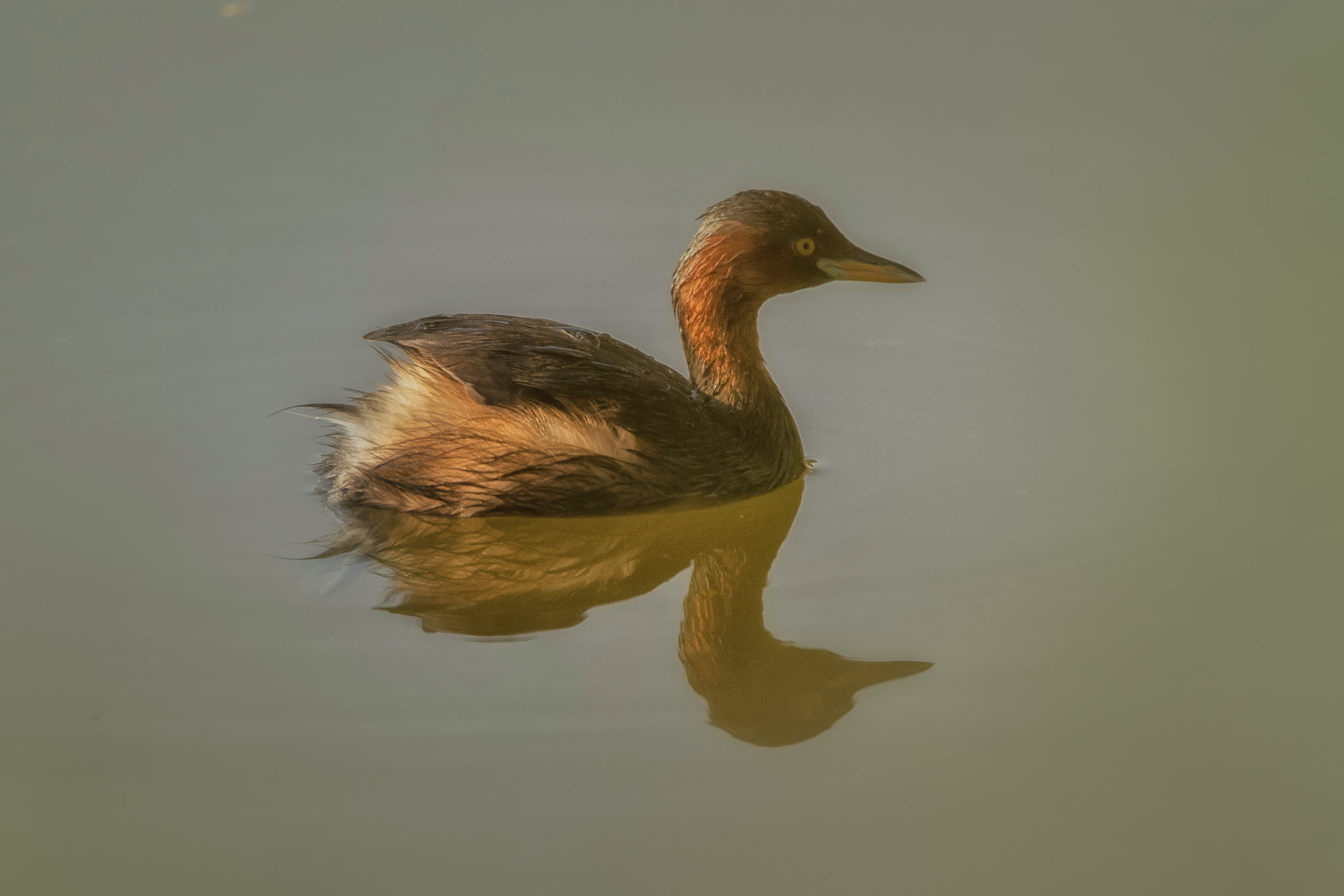 Tamron SP 150-600mm F5-6.3 Di VC USD sample photo. Cormorant photography