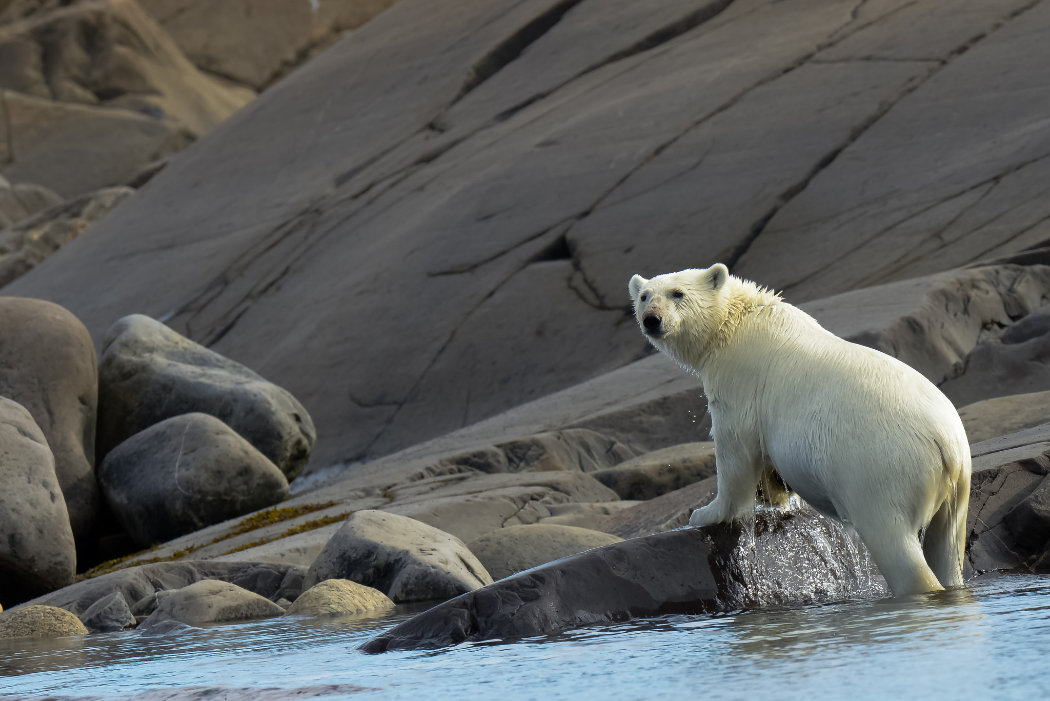 Nikon AF-S Nikkor 500mm F4D ED-IF II sample photo. Polar bear photography