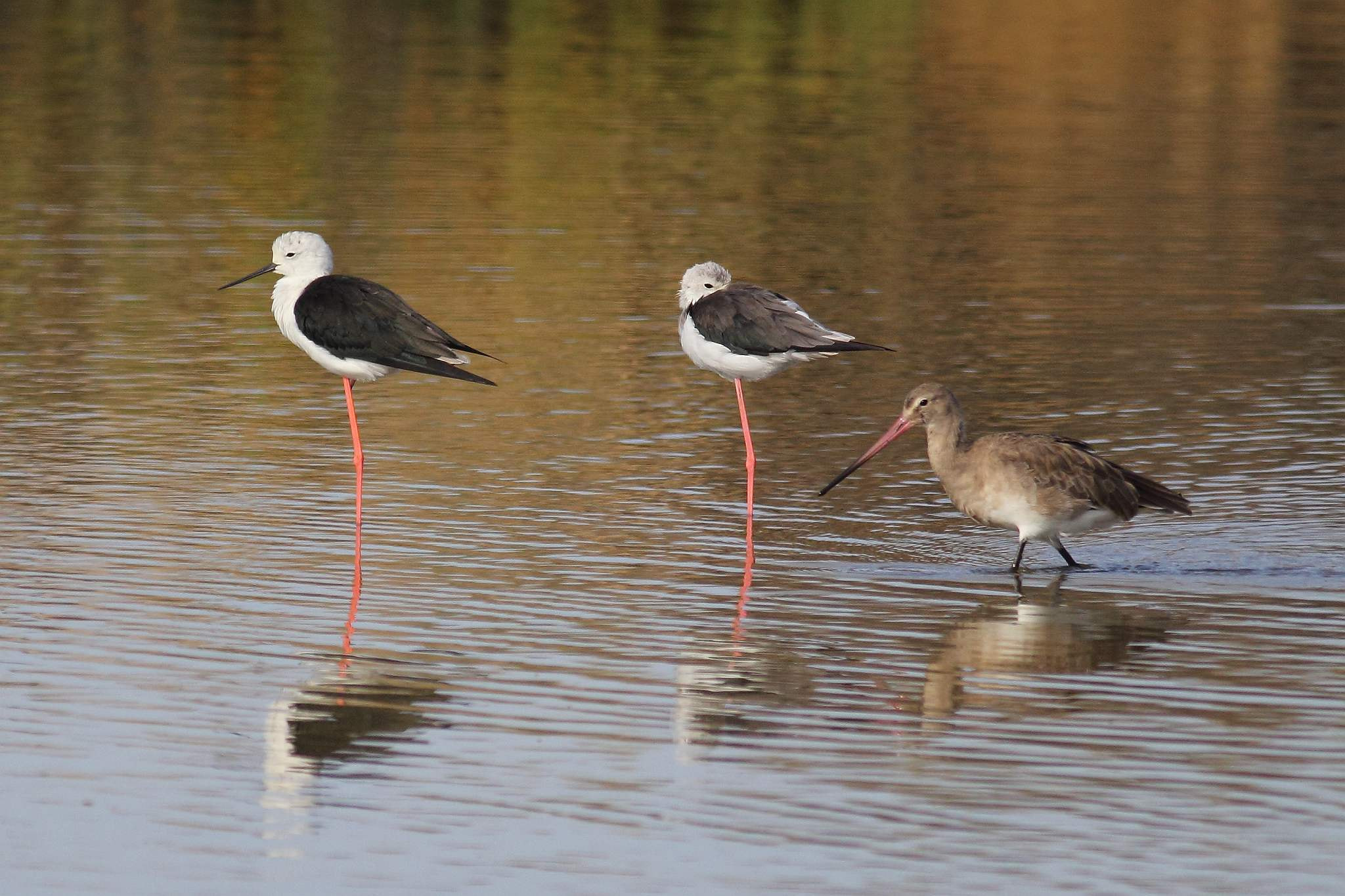 Canon EOS 60D + Canon EF 400mm F5.6L USM sample photo. Black-winged stilt and a bar-tailed godwit photography