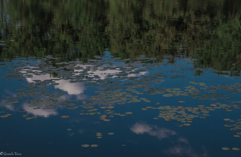 Canon EF-S 17-55mm F2.8 IS USM sample photo. Upside down photography