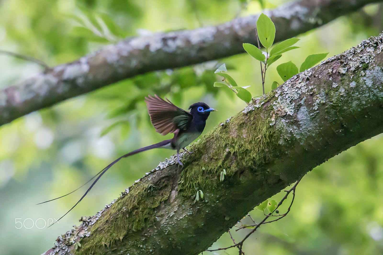 Canon EF 500mm F4L IS II USM sample photo. Slowly taking off photography