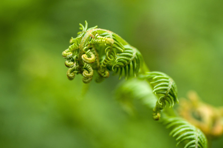 Pentax smc D-FA 100mm F2.8 macro sample photo. Twisted green photography